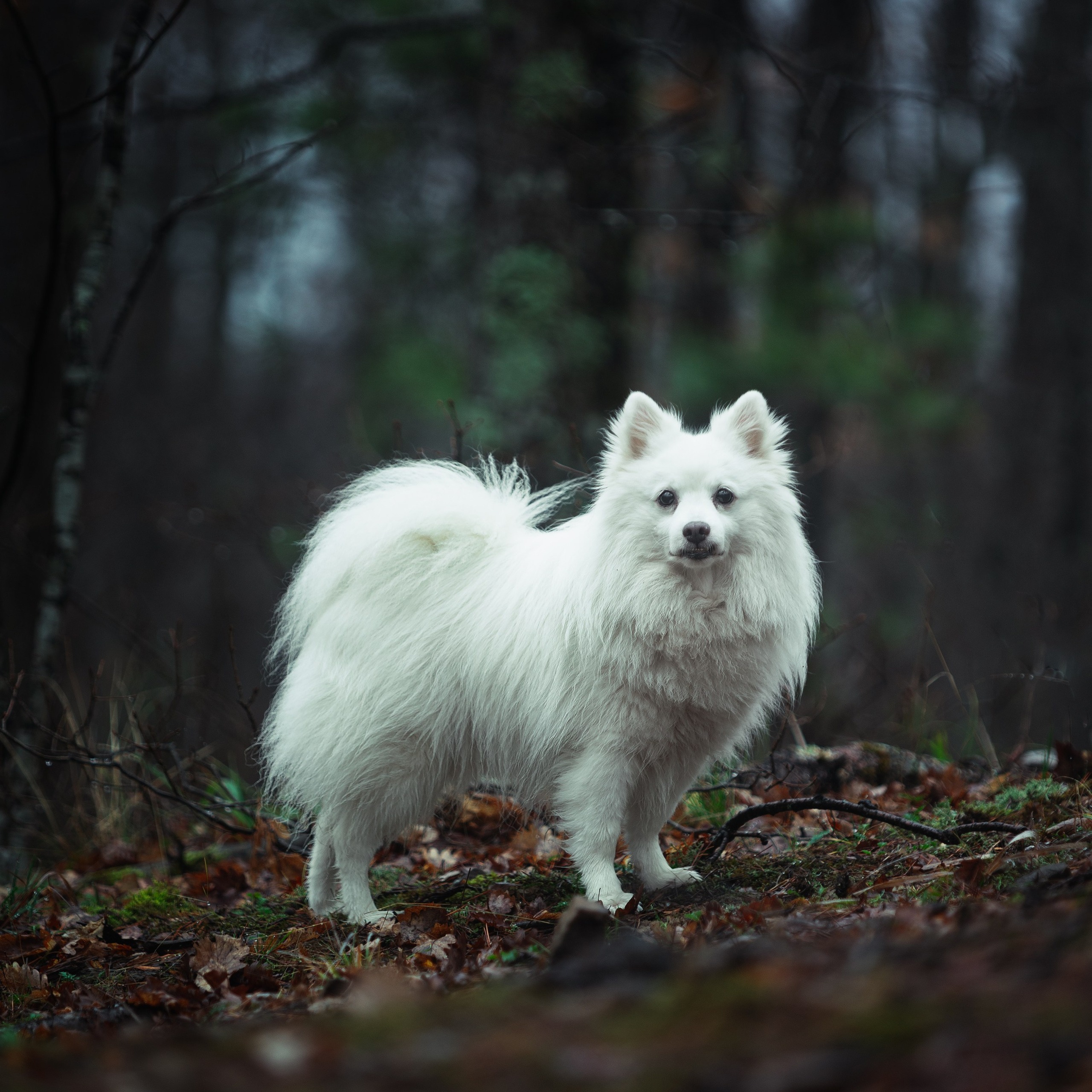 Ozzy. Медиа-контент с мероприятий
