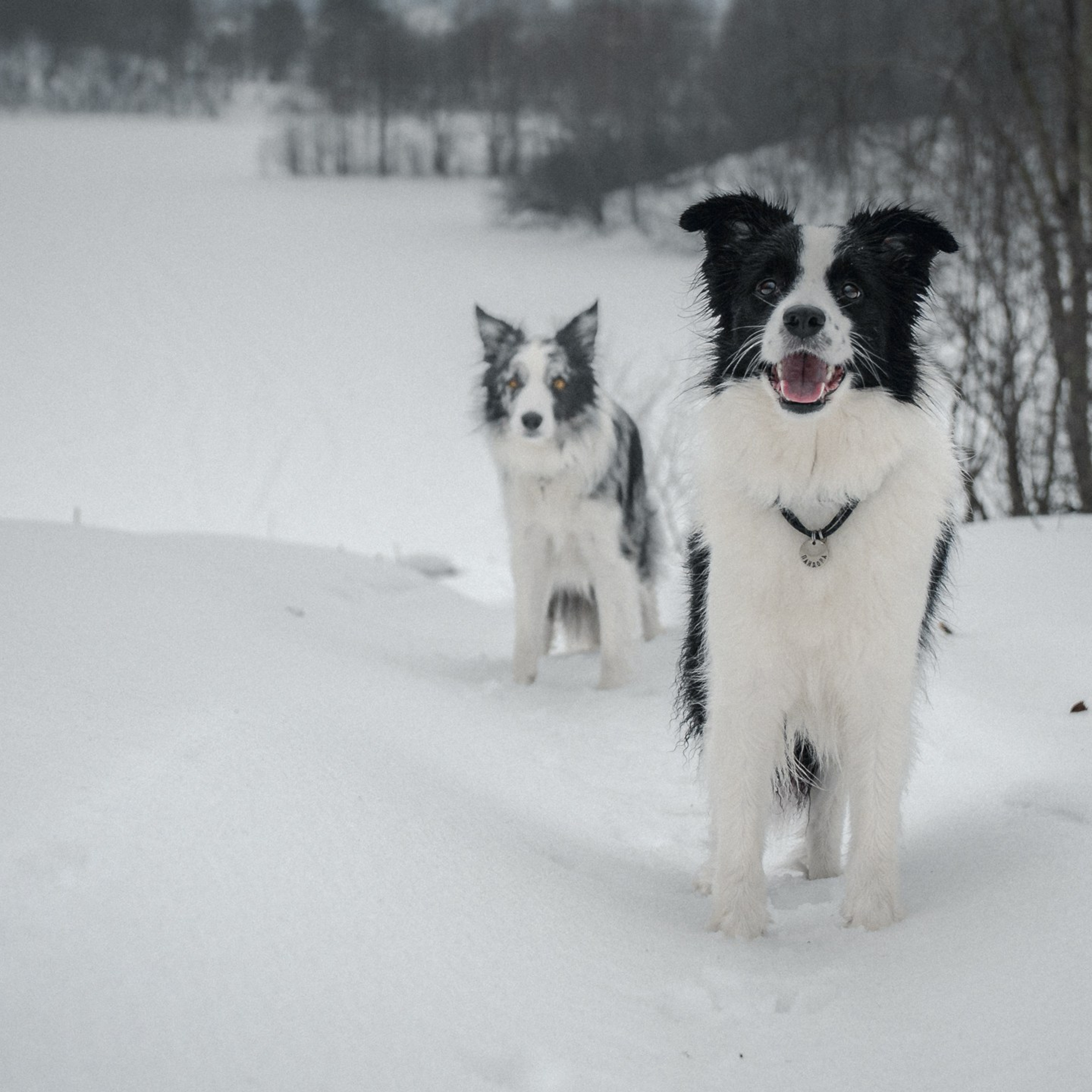 Токсово. Медиа-контент с мероприятий