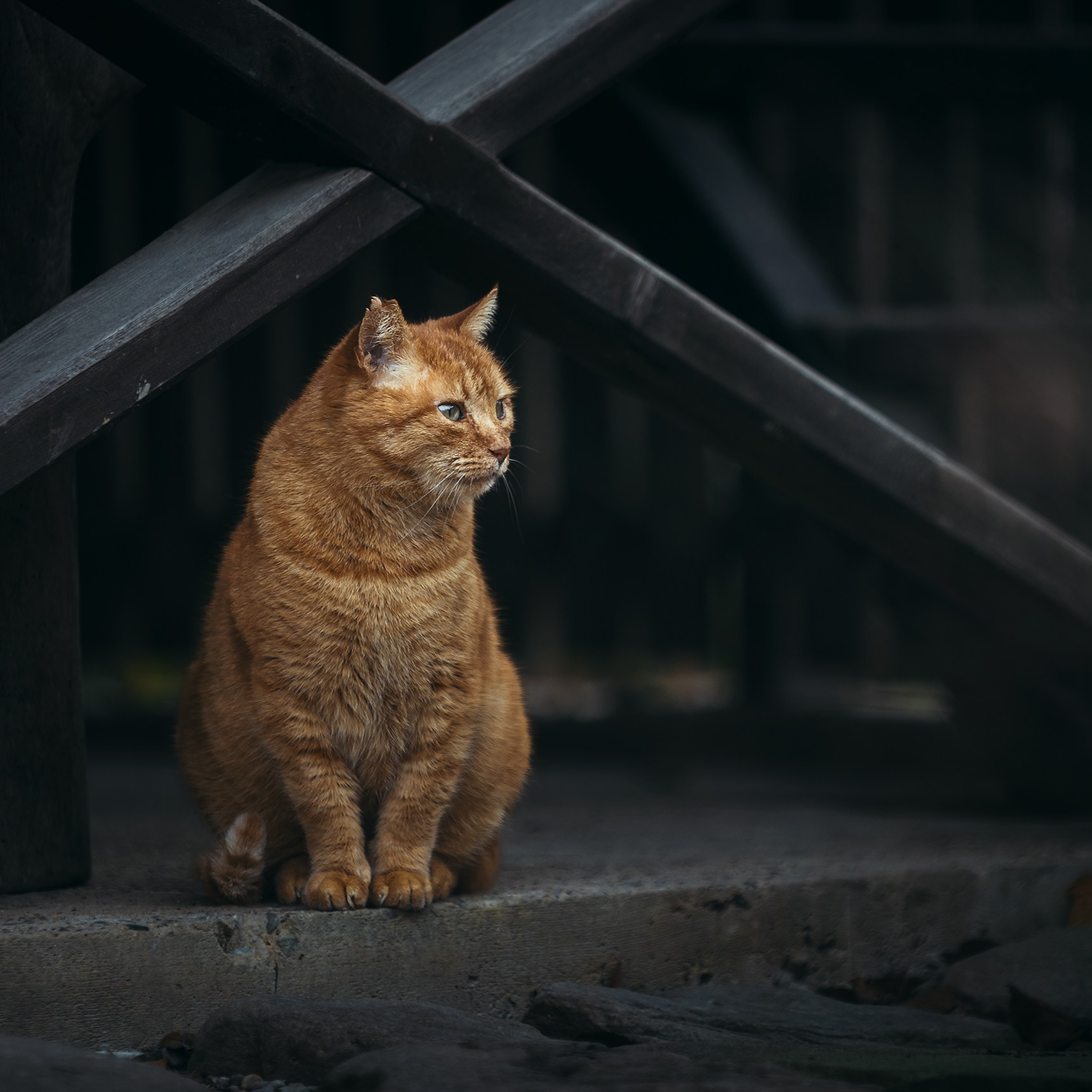 Рыжий. Медиа-контент с мероприятий