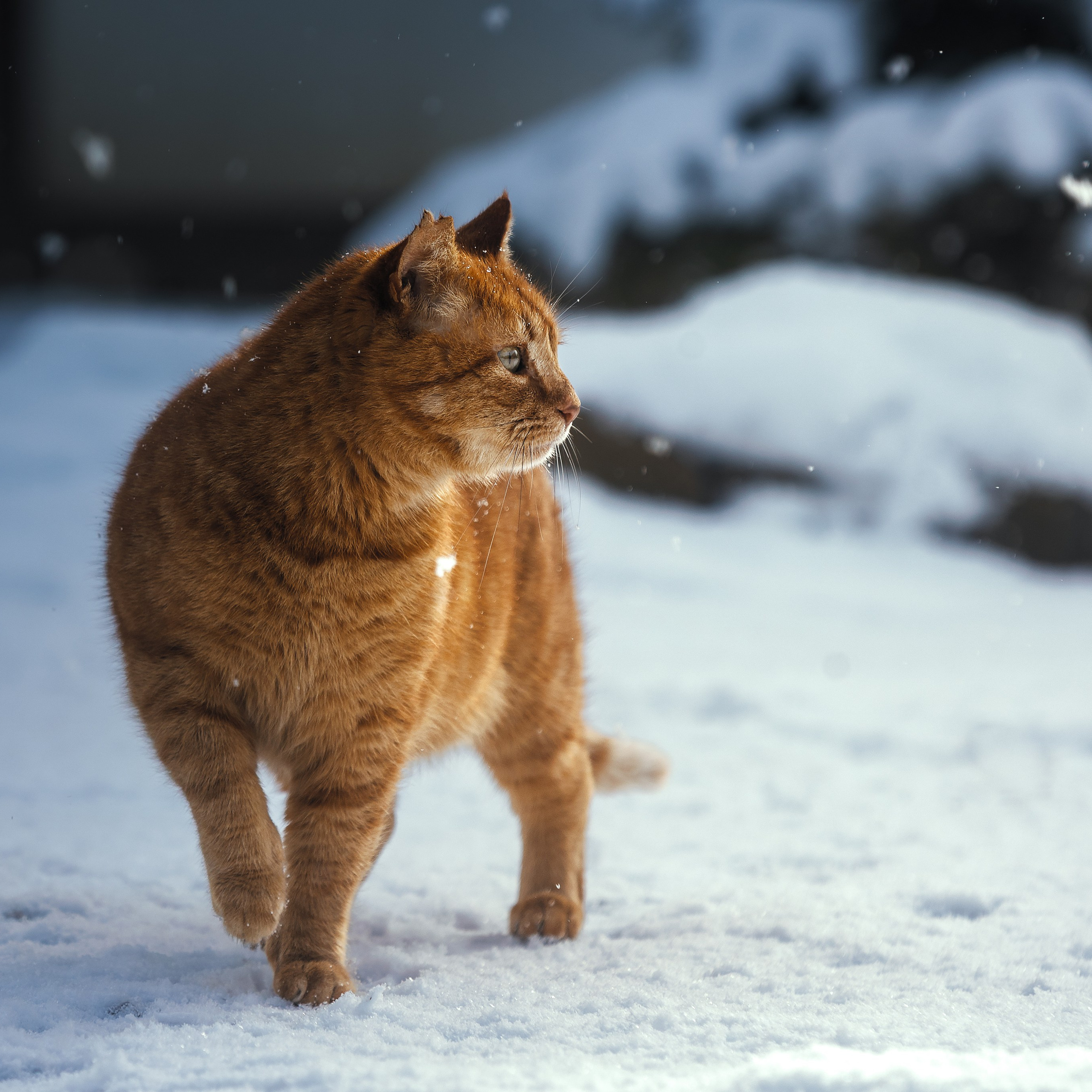 Рыжий. Медиа-контент с мероприятий