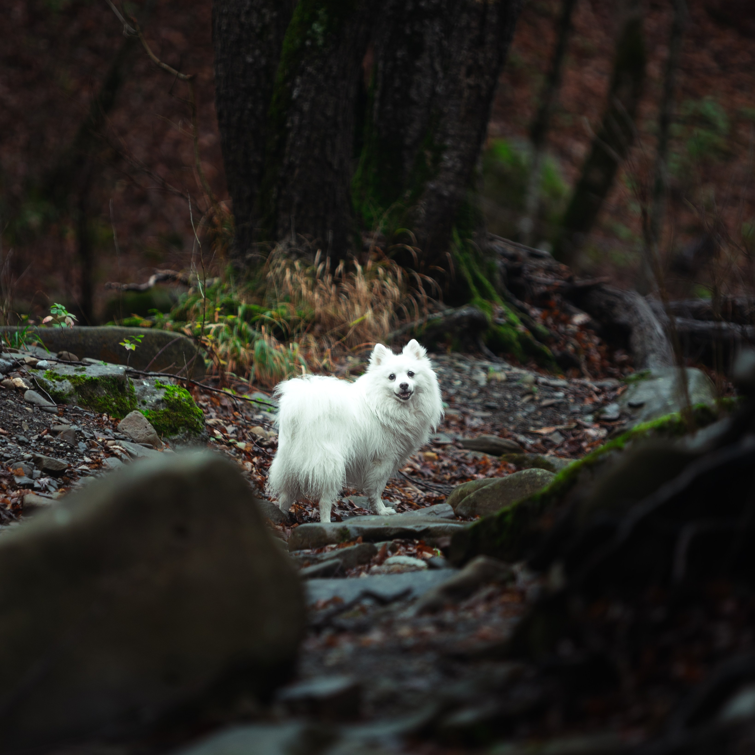 Ozzy. Медиа-контент с мероприятий