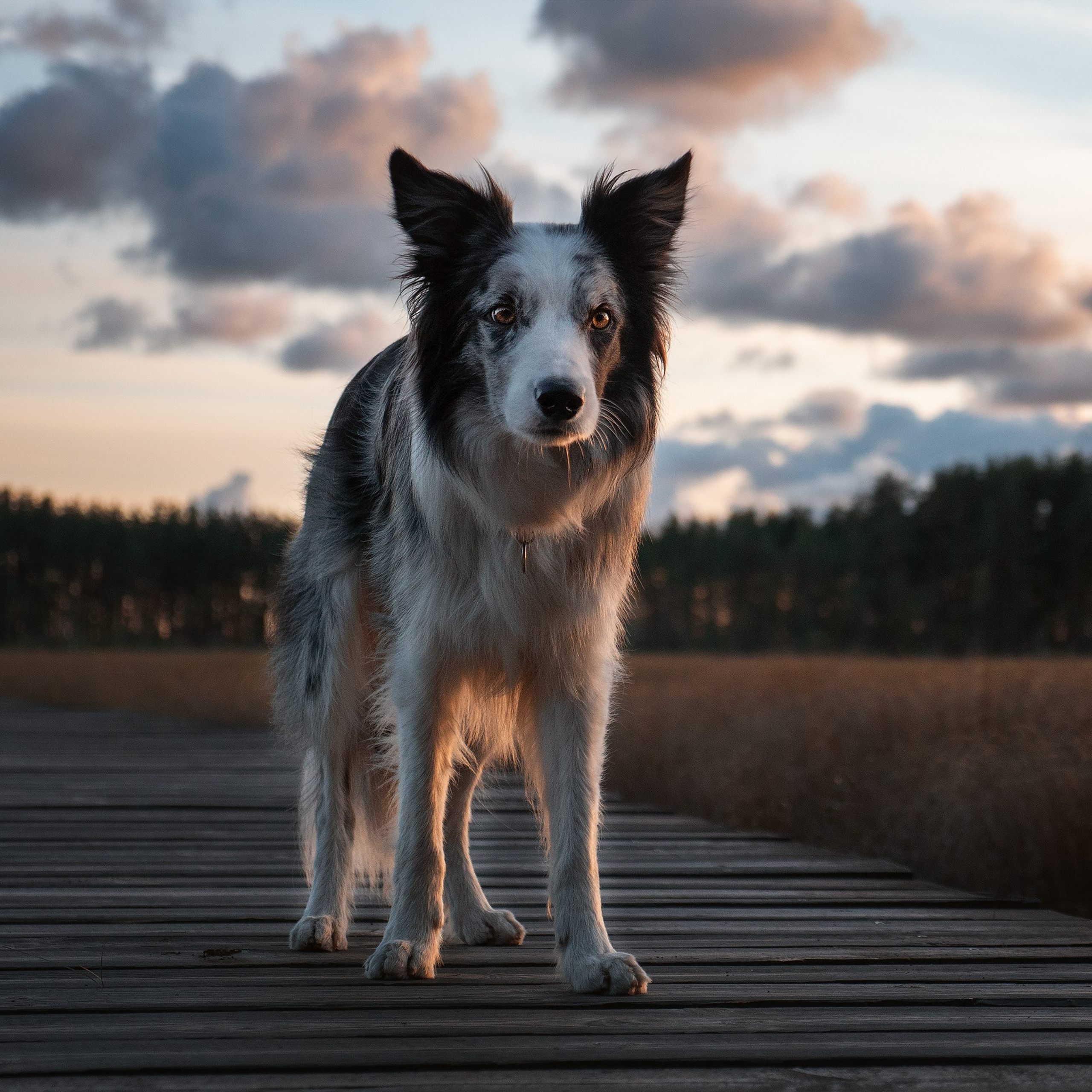 Фотосъемка животных. Фотограф анималист Никита Натальный