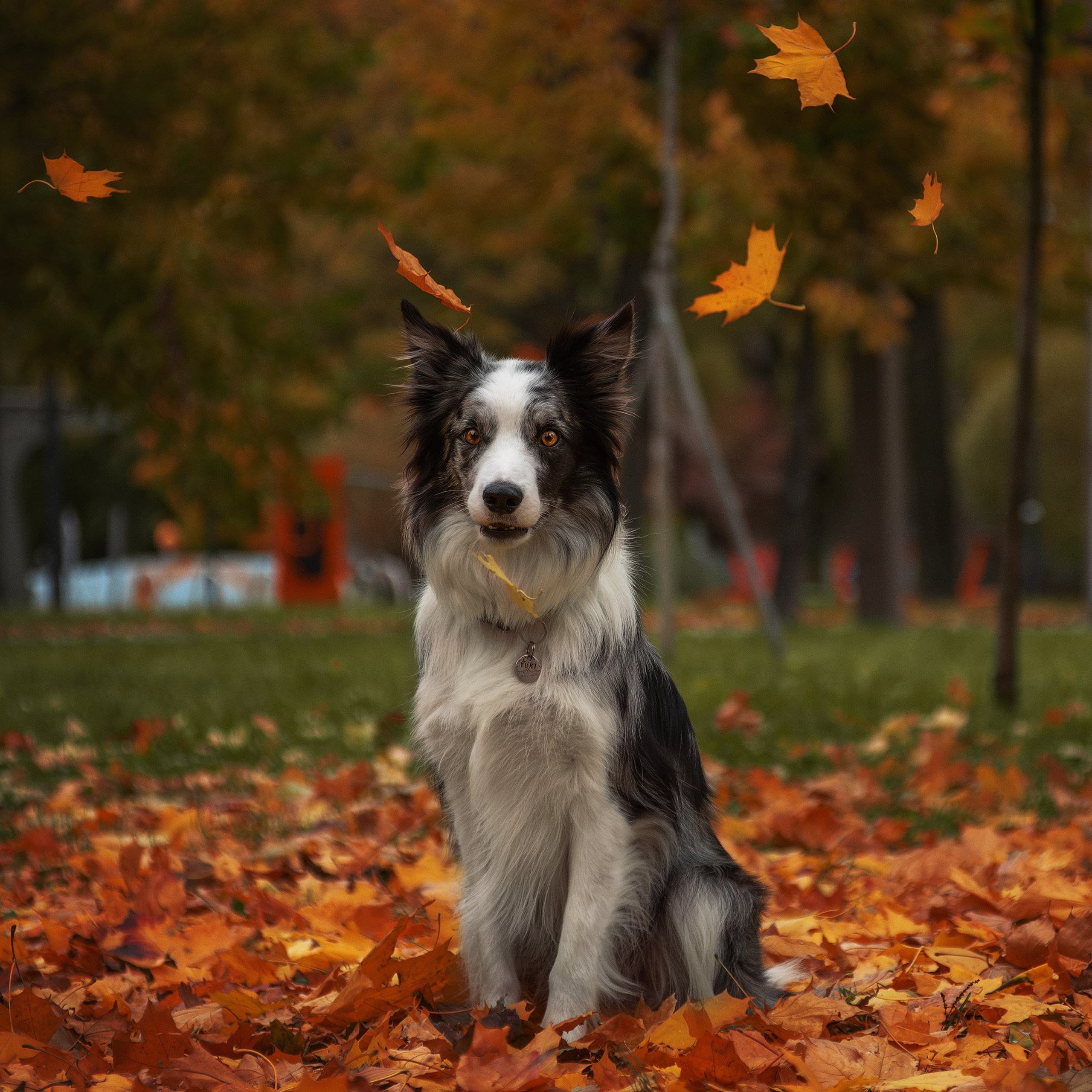 Осень. Медиа-контент с мероприятий
