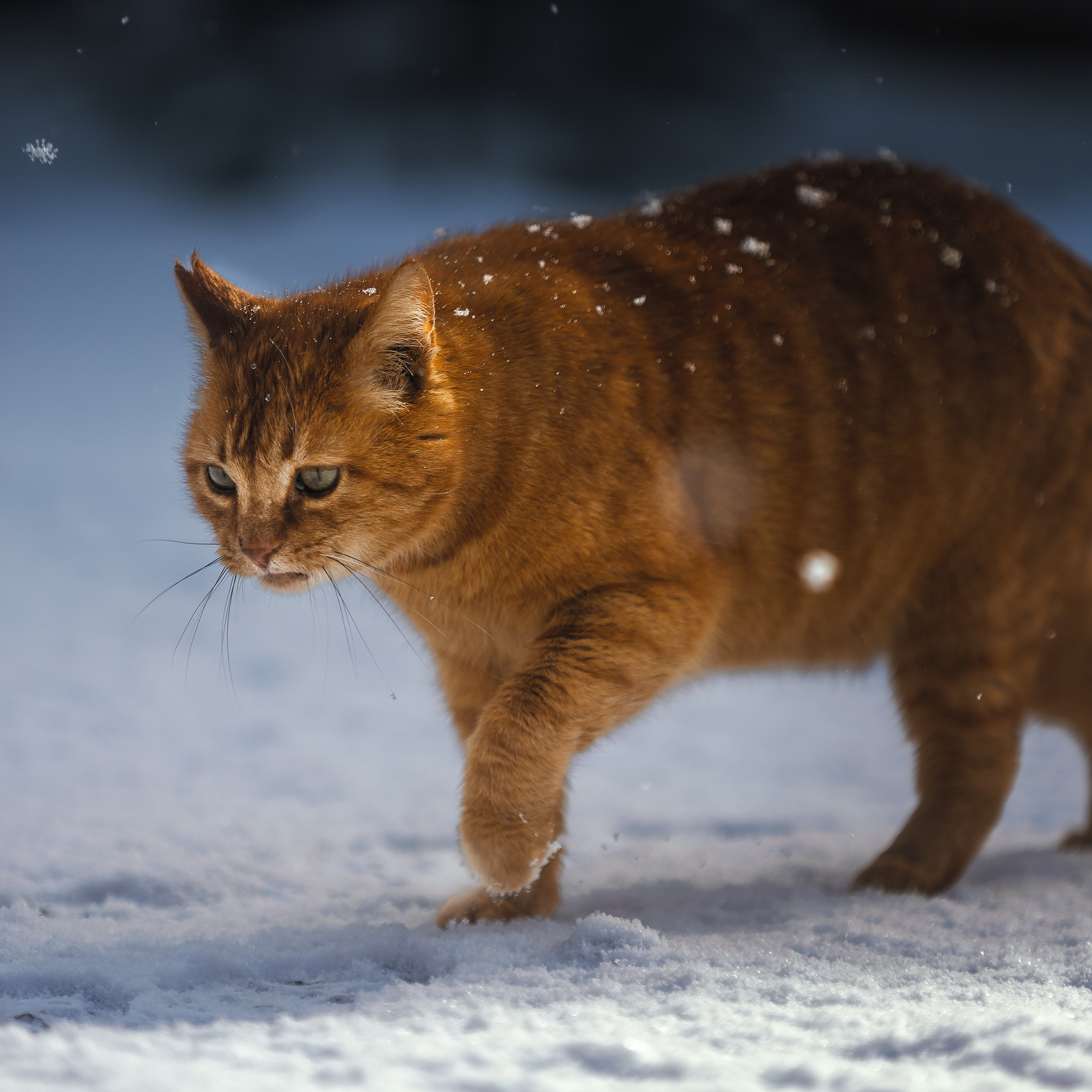 Рыжий. Медиа-контент с мероприятий