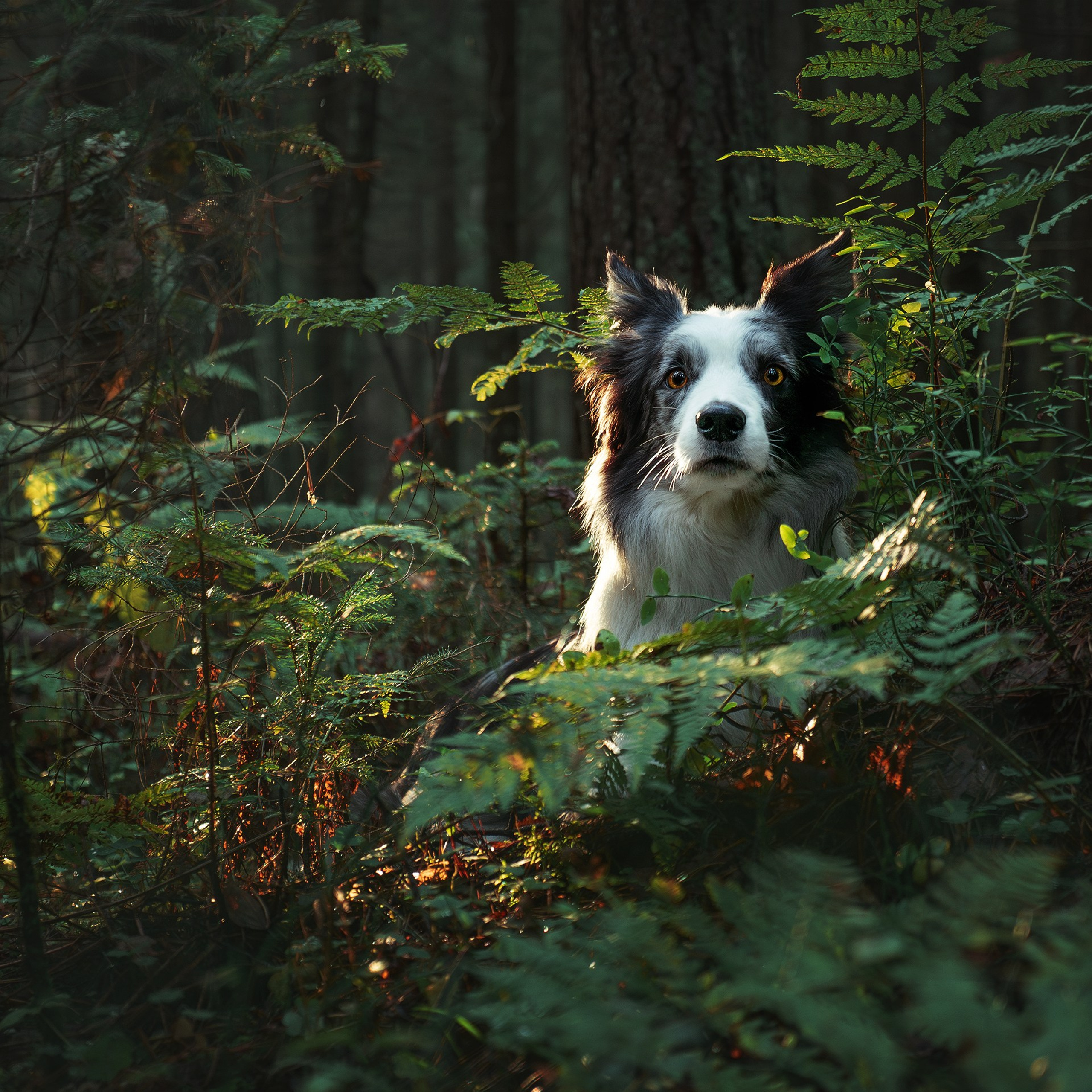 Папоротник. Медиа-контент с мероприятий