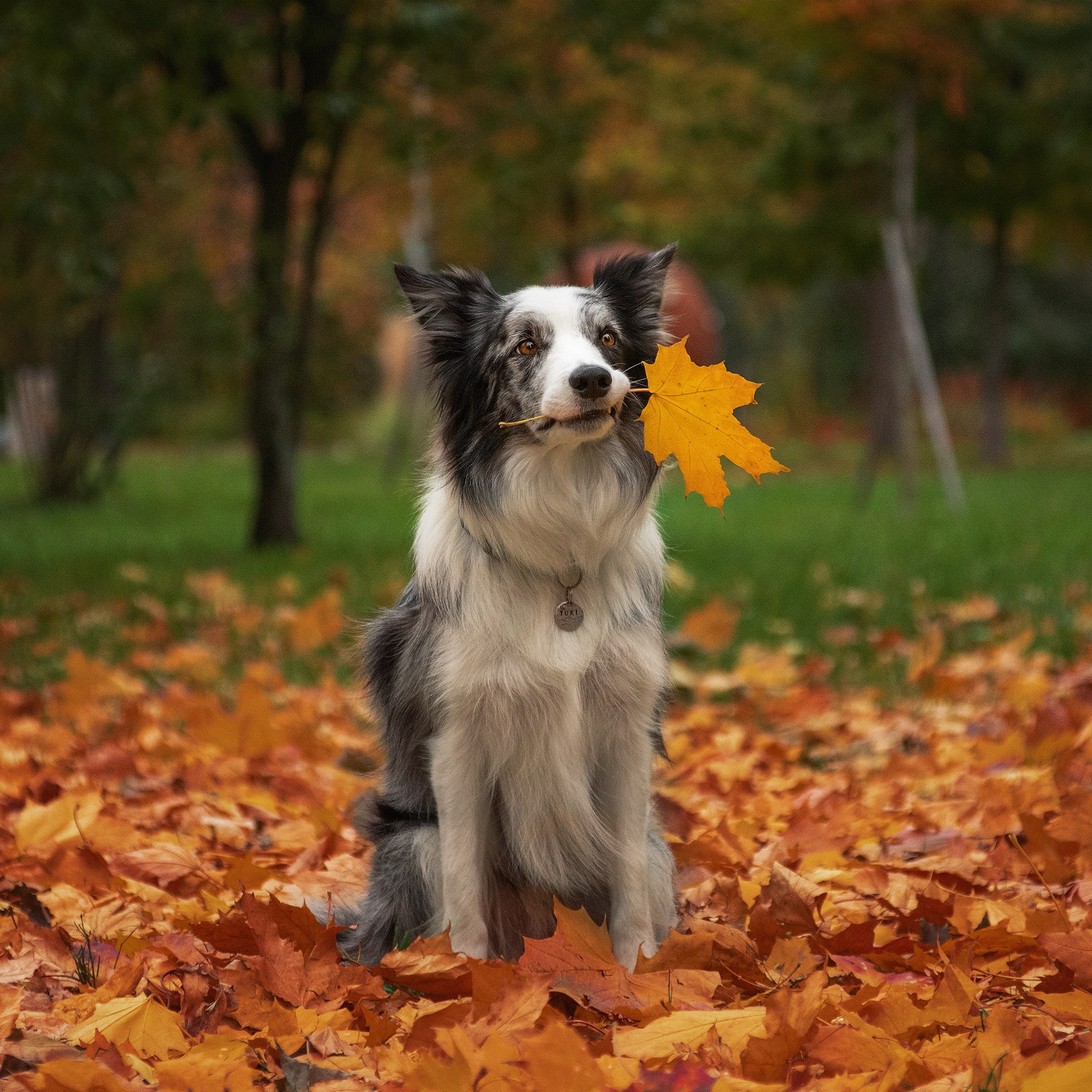 Осень. Медиа-контент с мероприятий