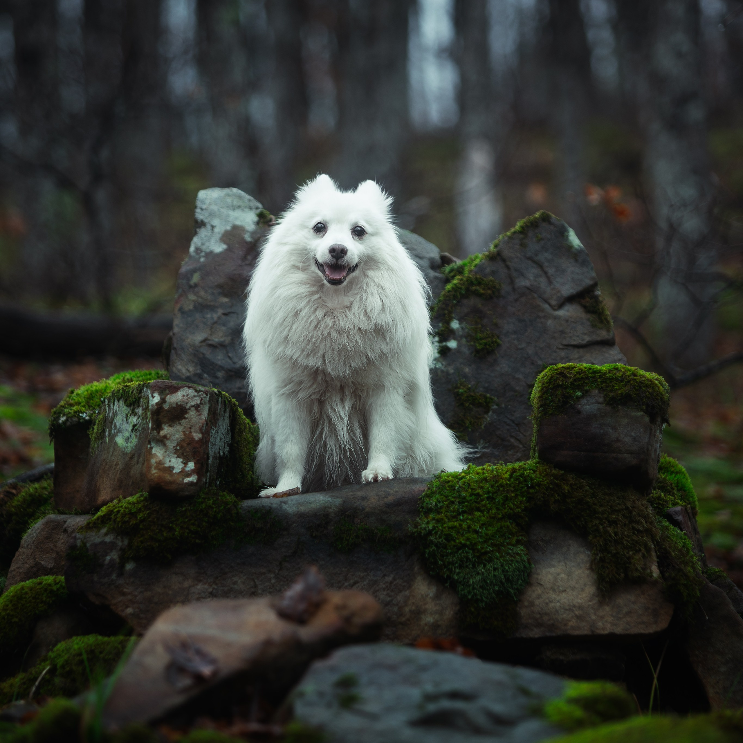 Ozzy. Медиа-контент с мероприятий