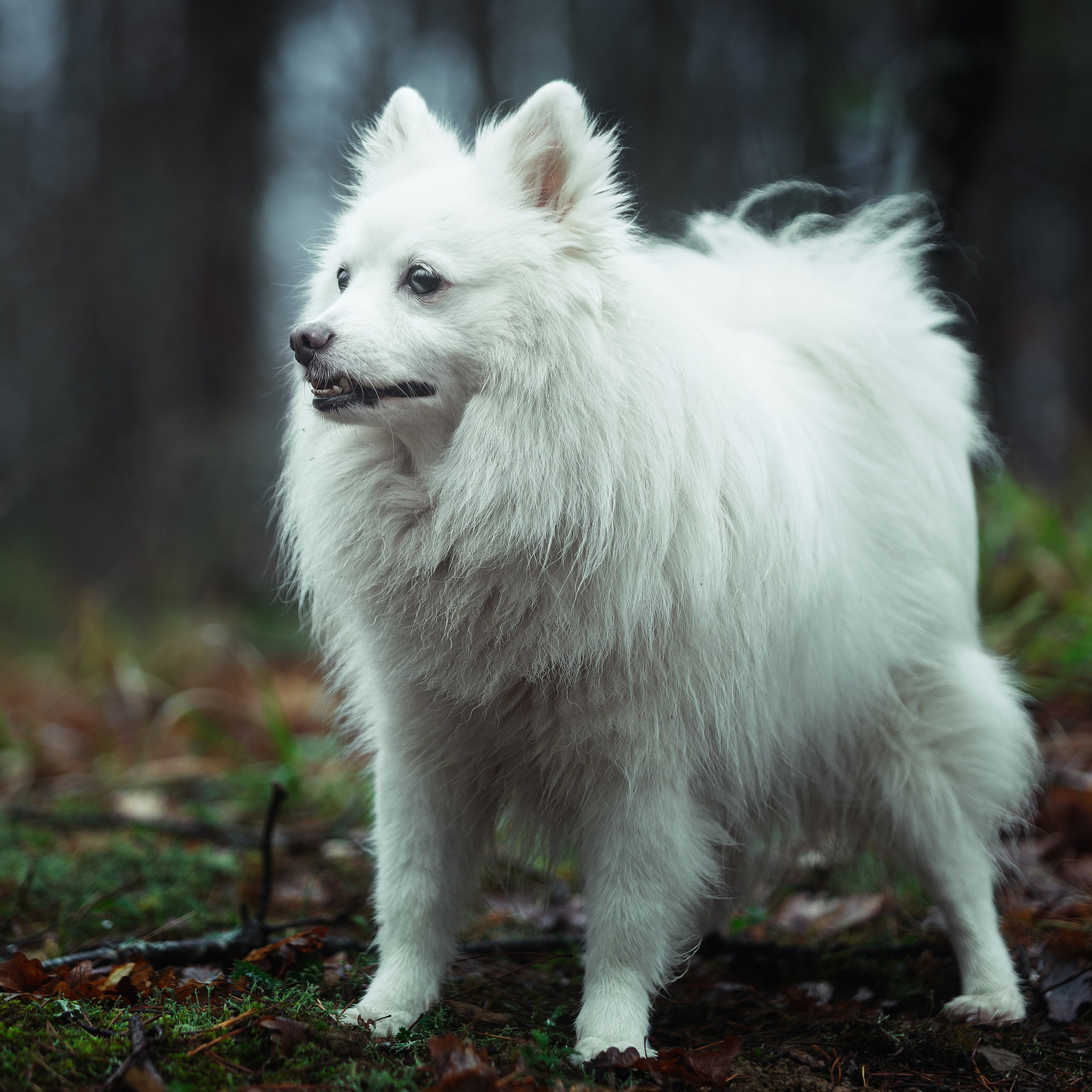 Ozzy. Медиа-контент с мероприятий