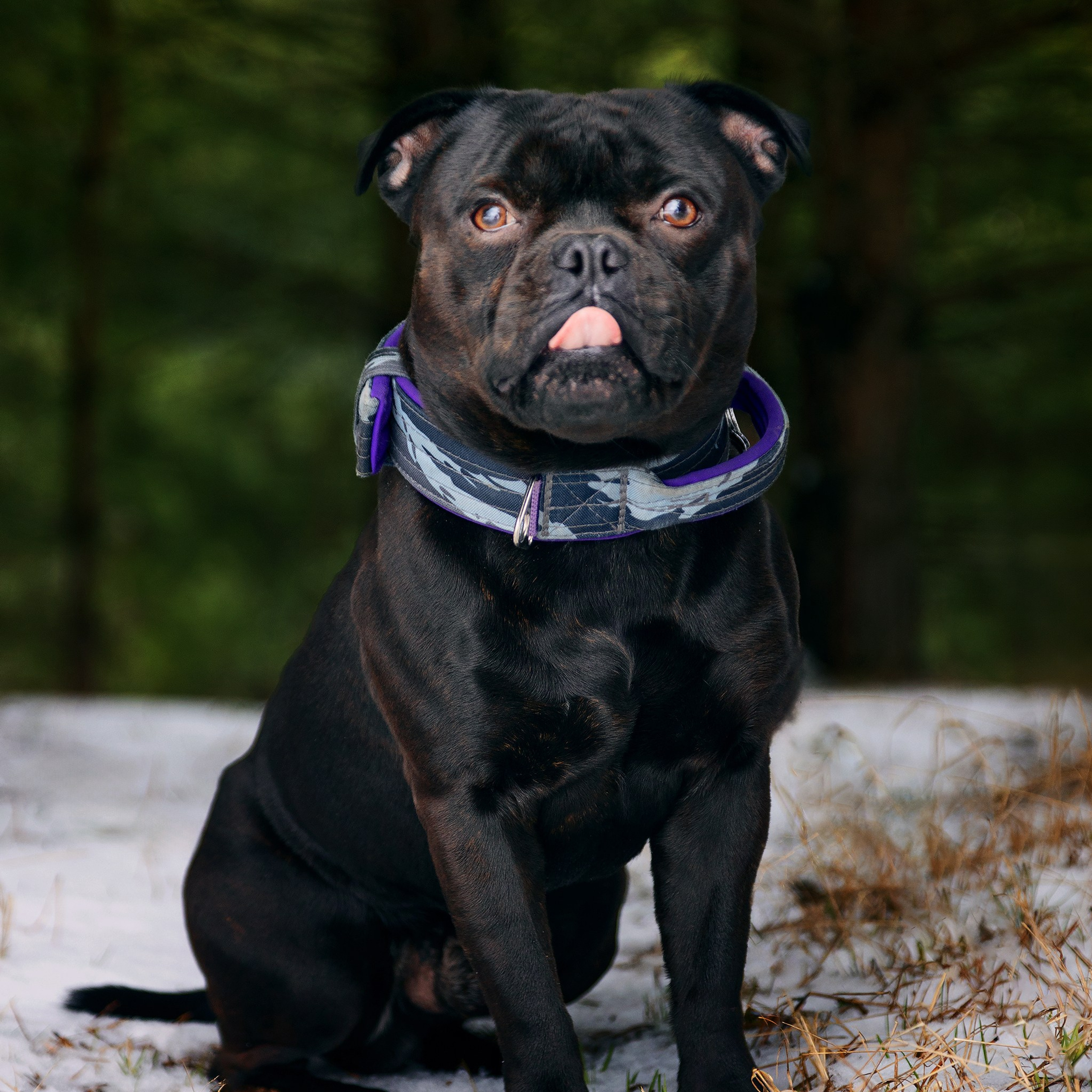 Фотосъемка животных. Фотограф анималист Никита Натальный