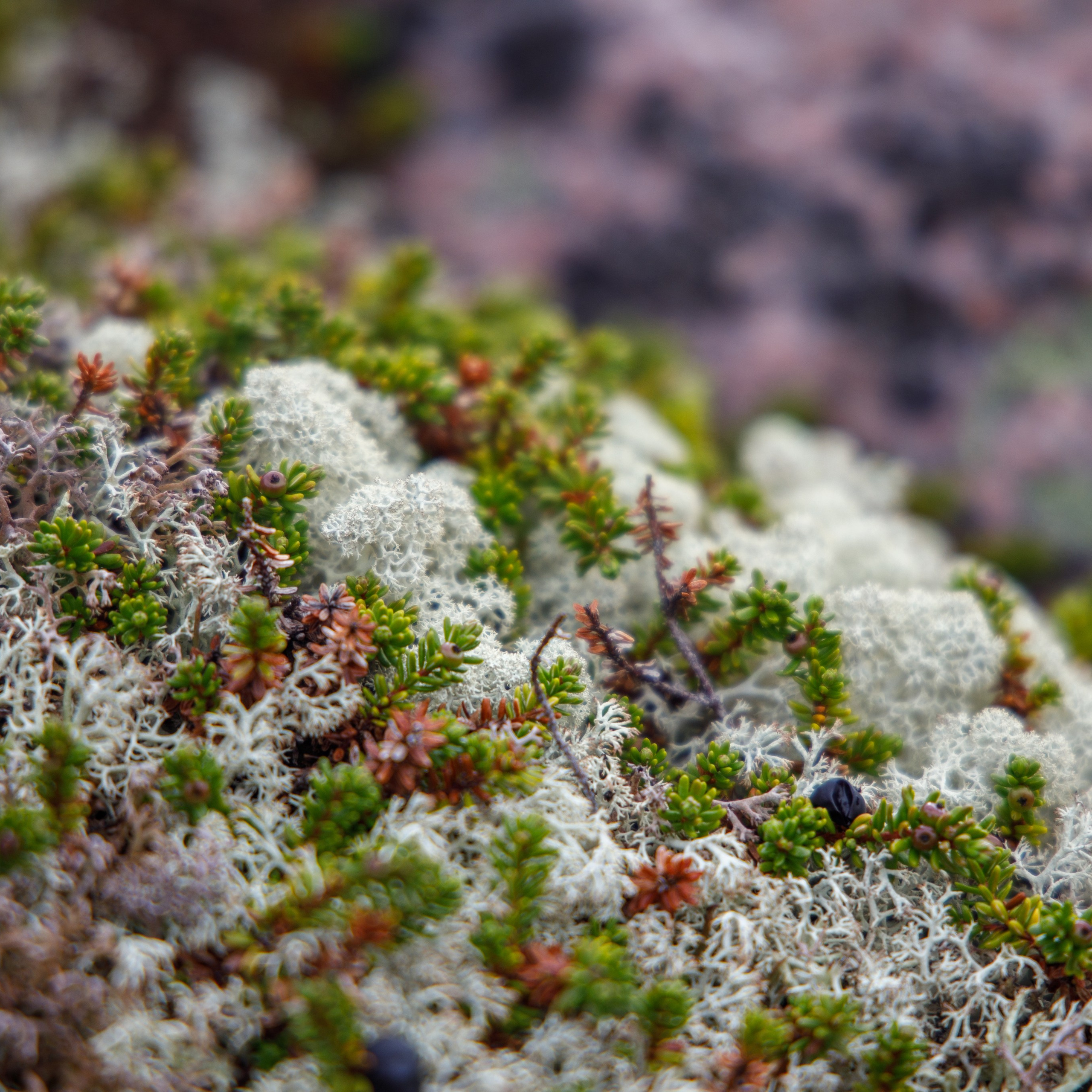 Териберка все достопримечательности