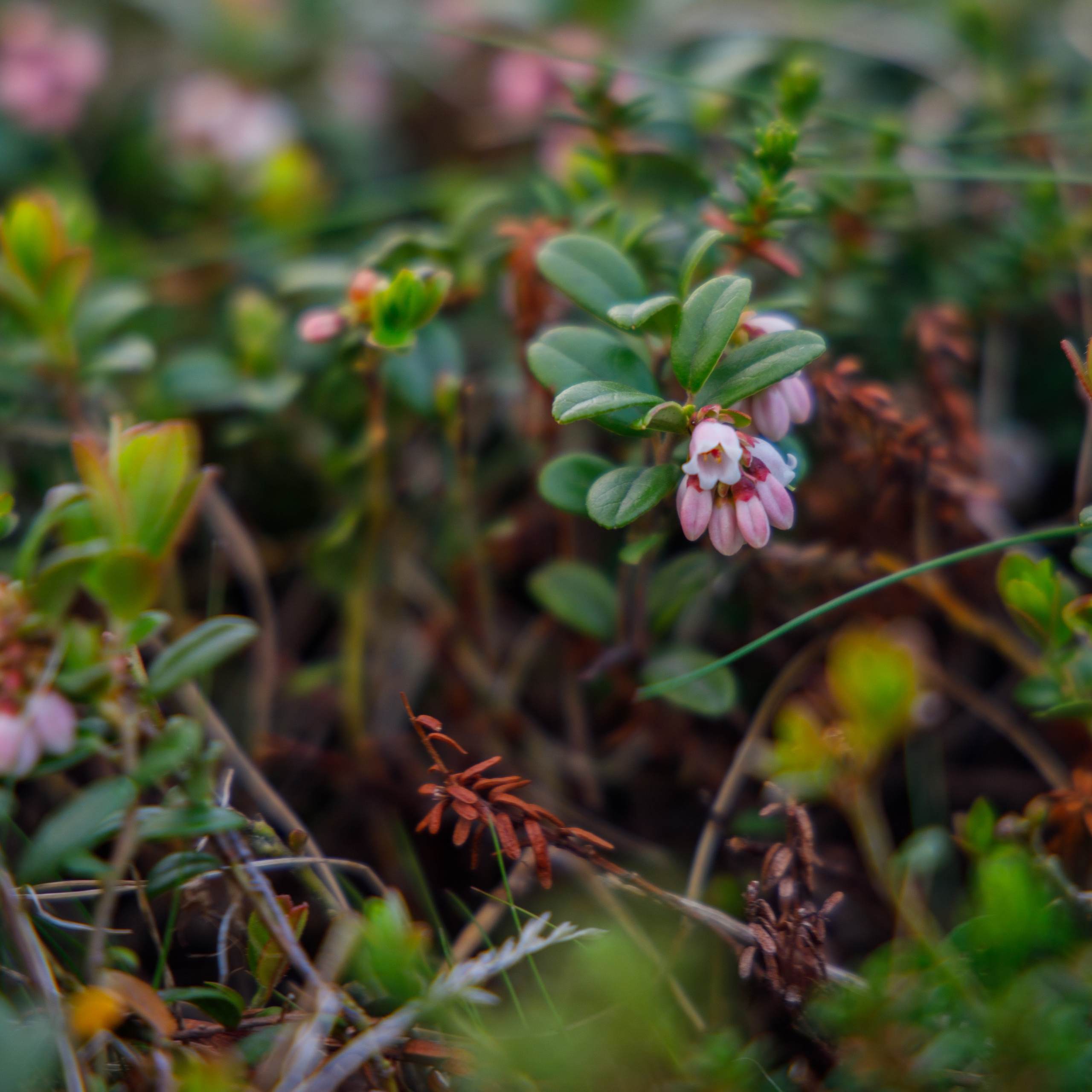 Тур в Териберку