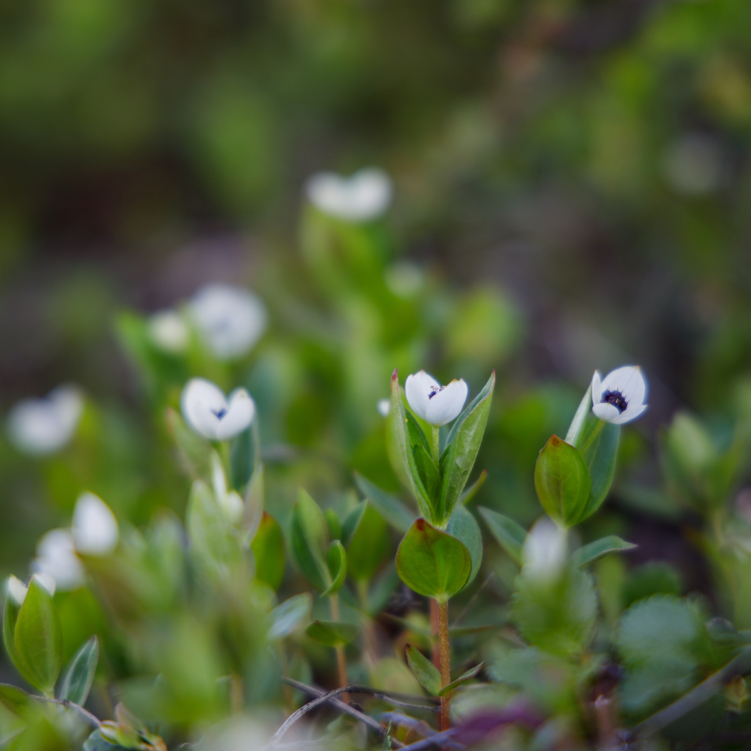 Териберка ягель