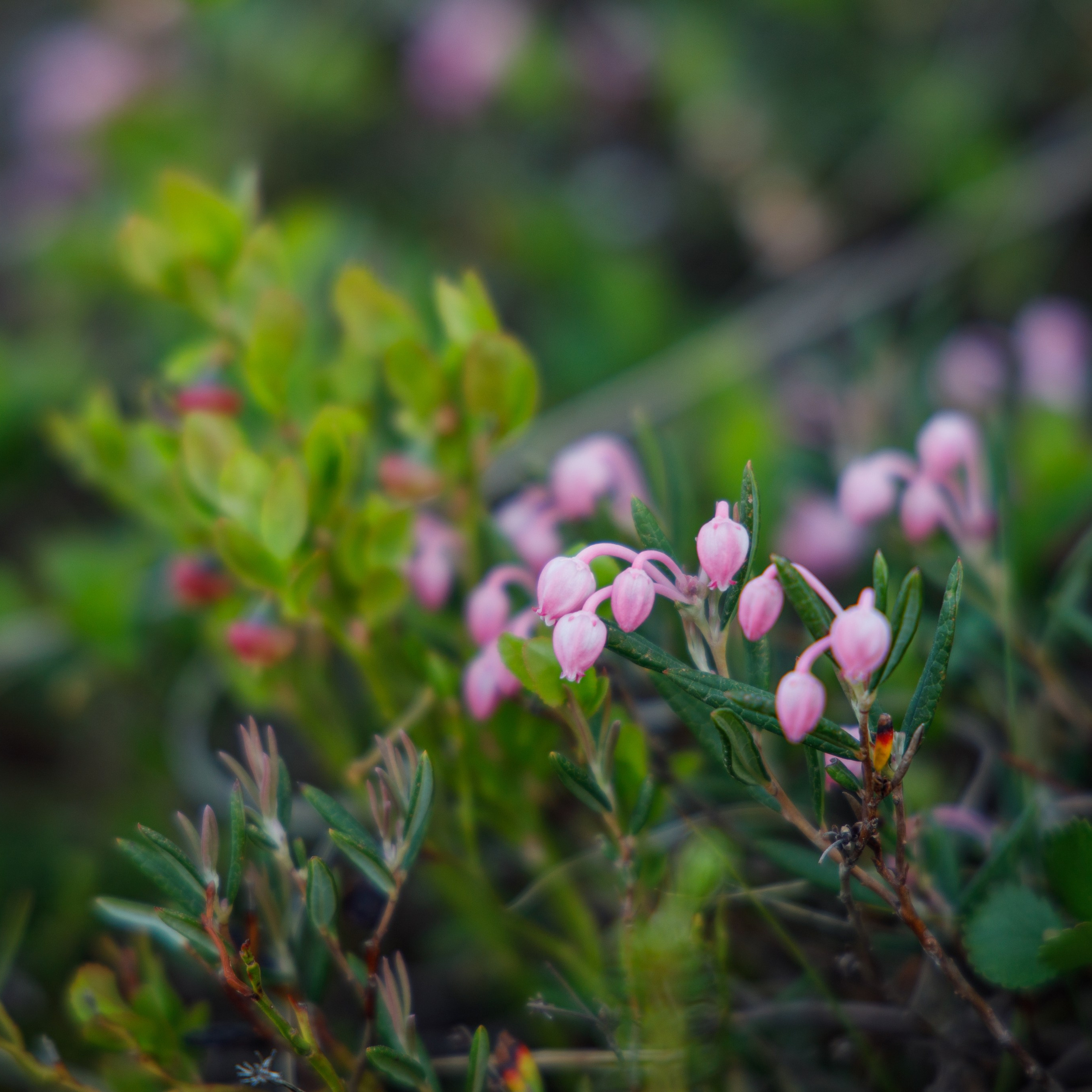 Териберка что посмотреть летом