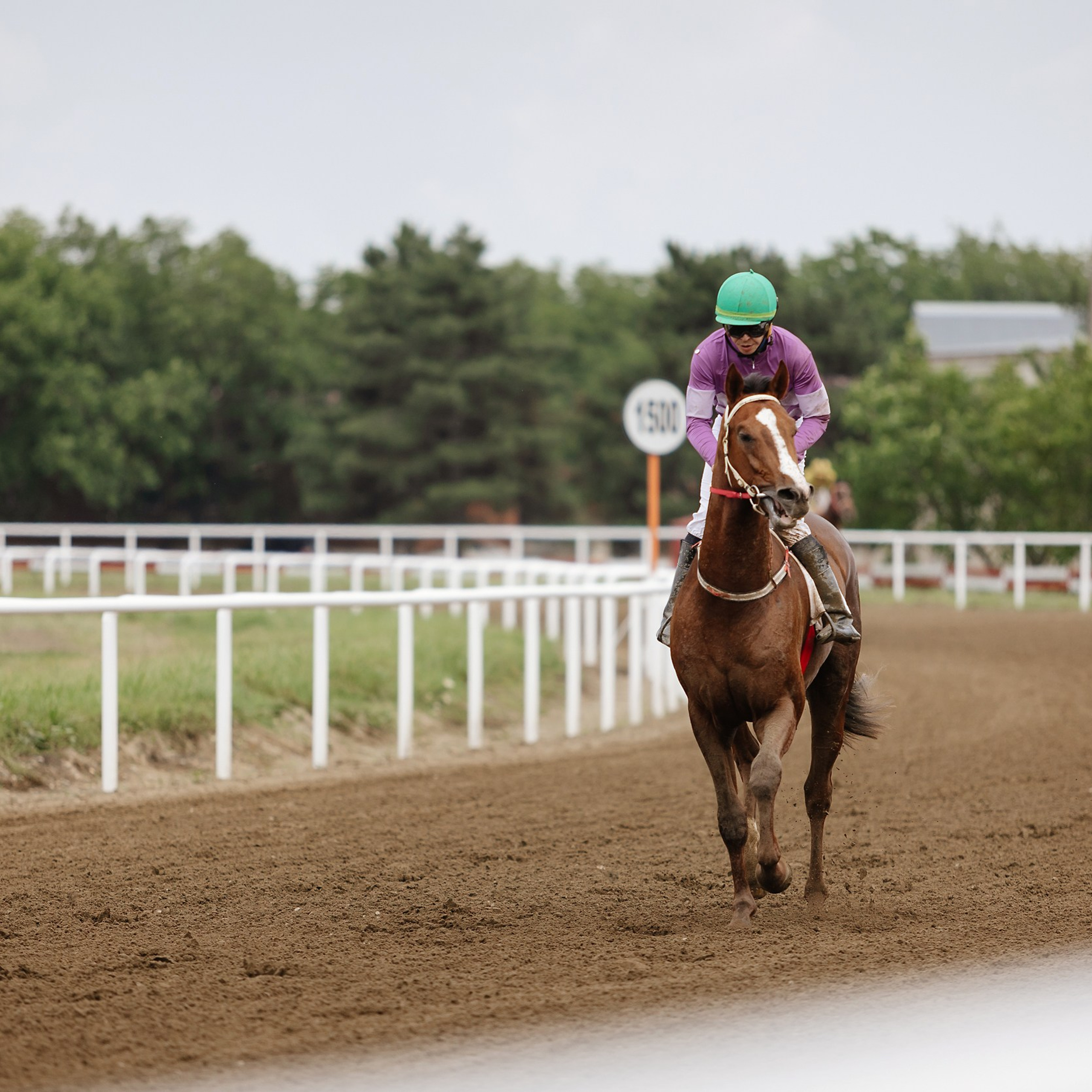 Скачки 17.06.23. Photographer | Anna Christia