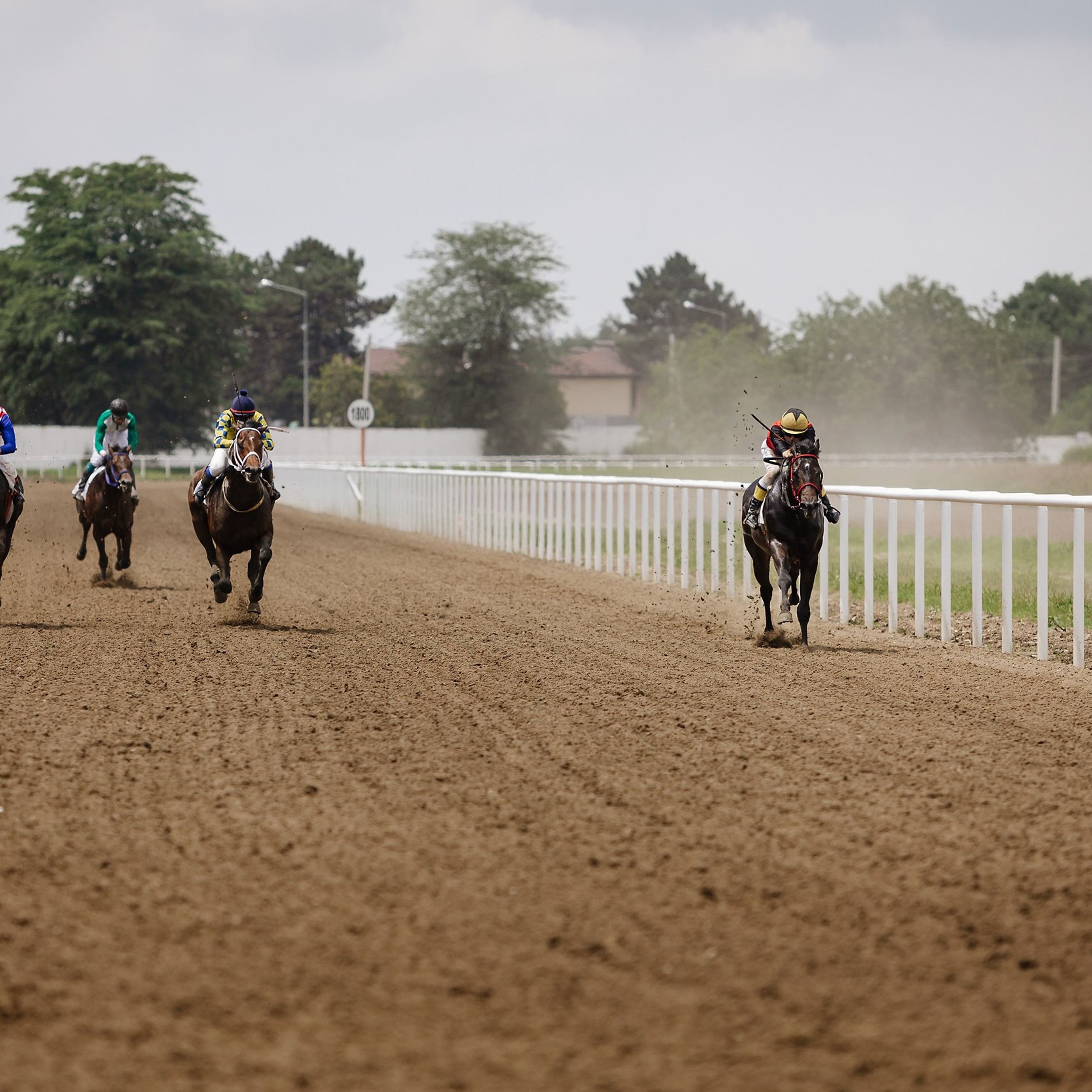 Скачки 17.06.23. Photographer | Anna Christia