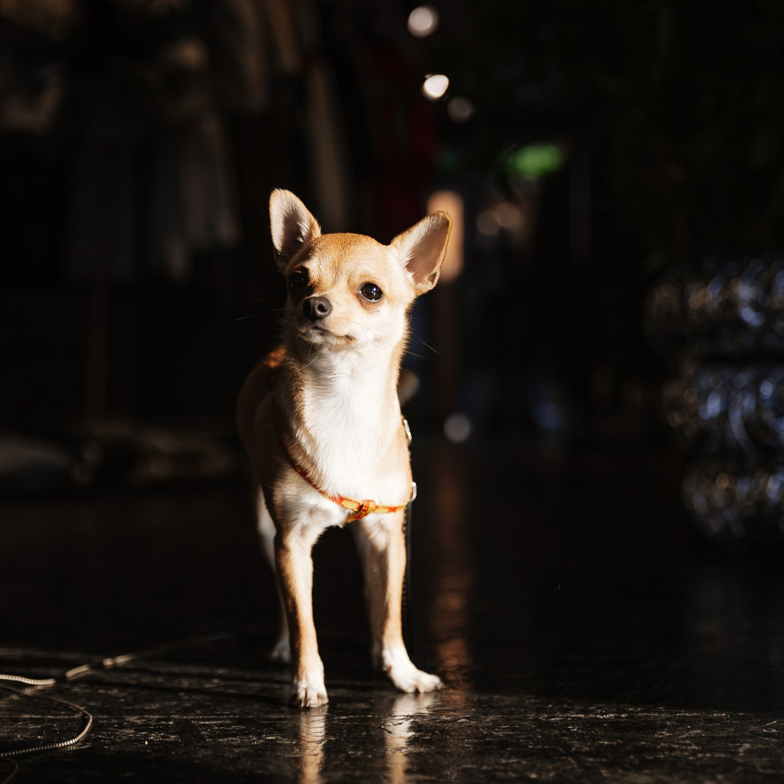 Boxpark 4.11.23. Photographer | Anna Christia