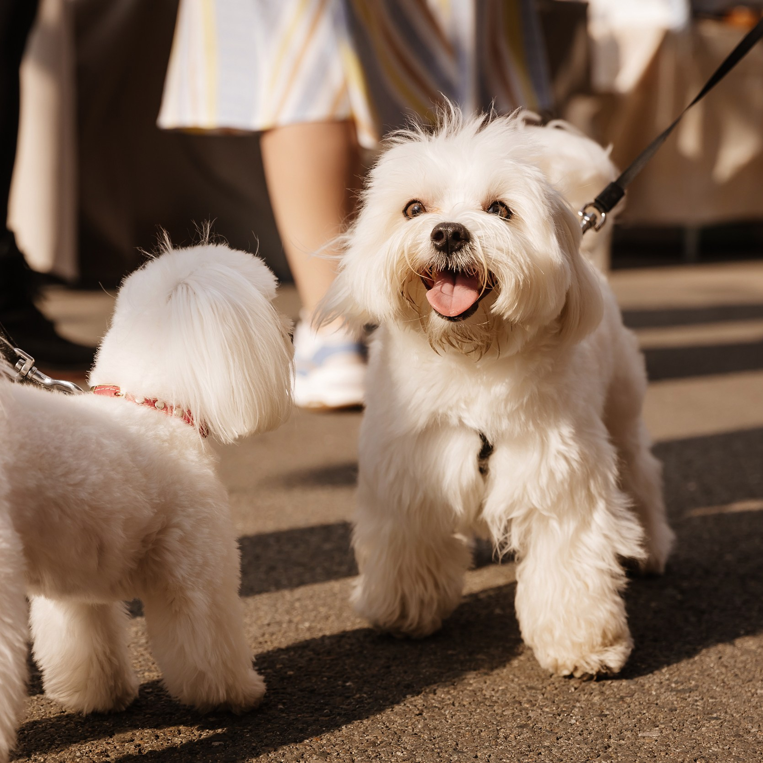 Азия маркет 2.0 27.05.23. Photographer | Anna Christia