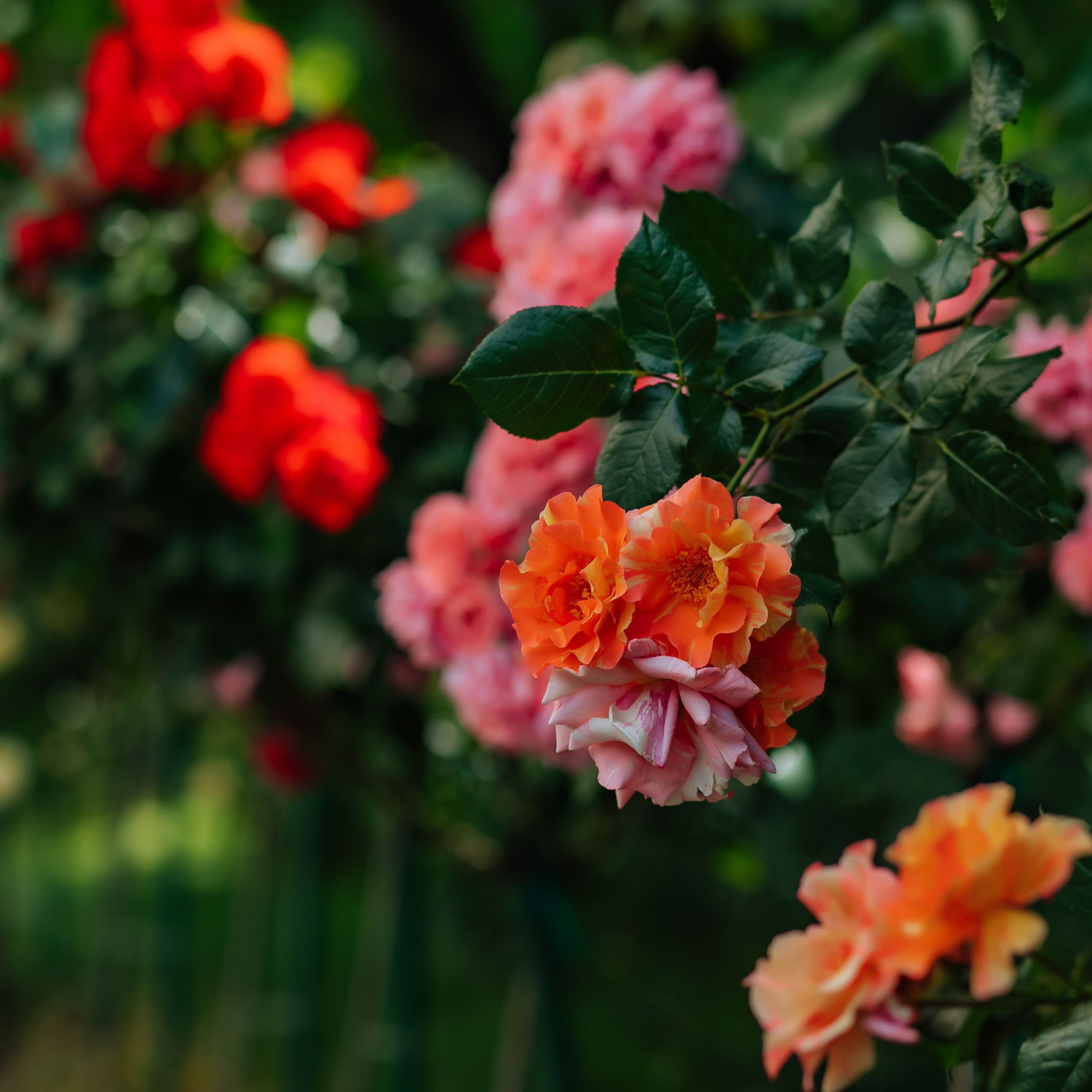 Отзывы об услугах компании Fotix - Сочи. Услуги фотографа в Сочи