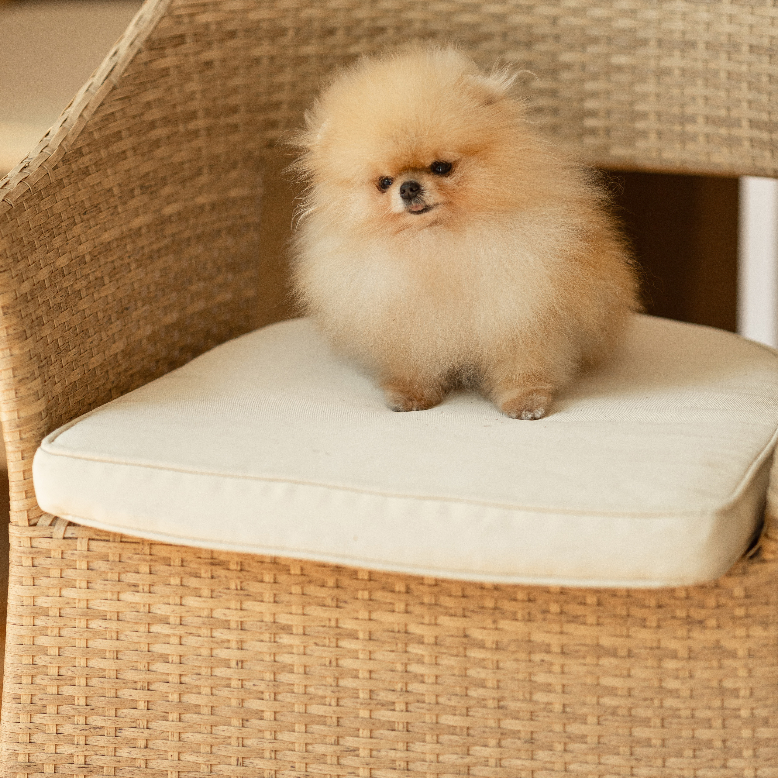 Отзывы об услугах компании Fotix - Сочи. Услуги фотографа в Сочи