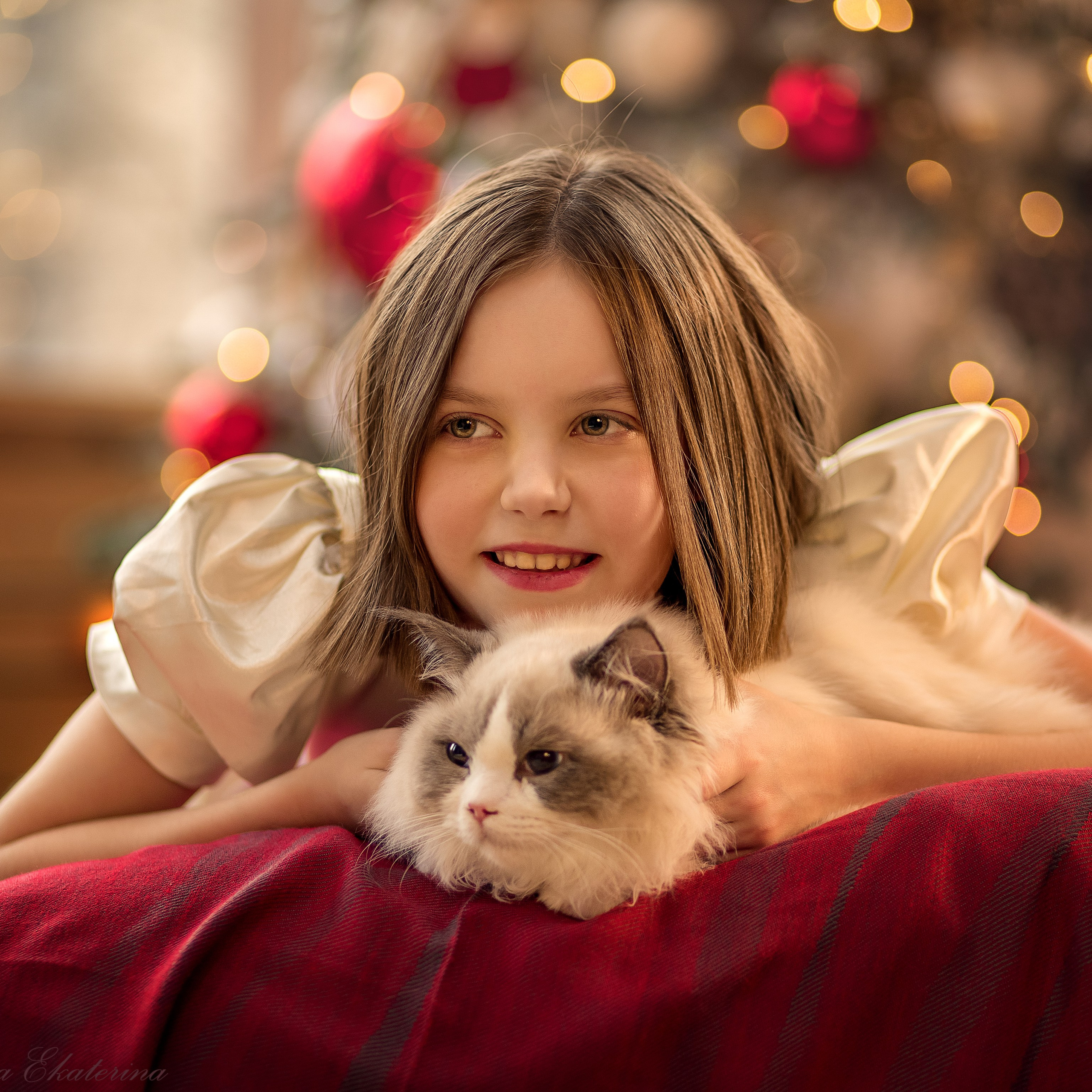 Новогодние котики