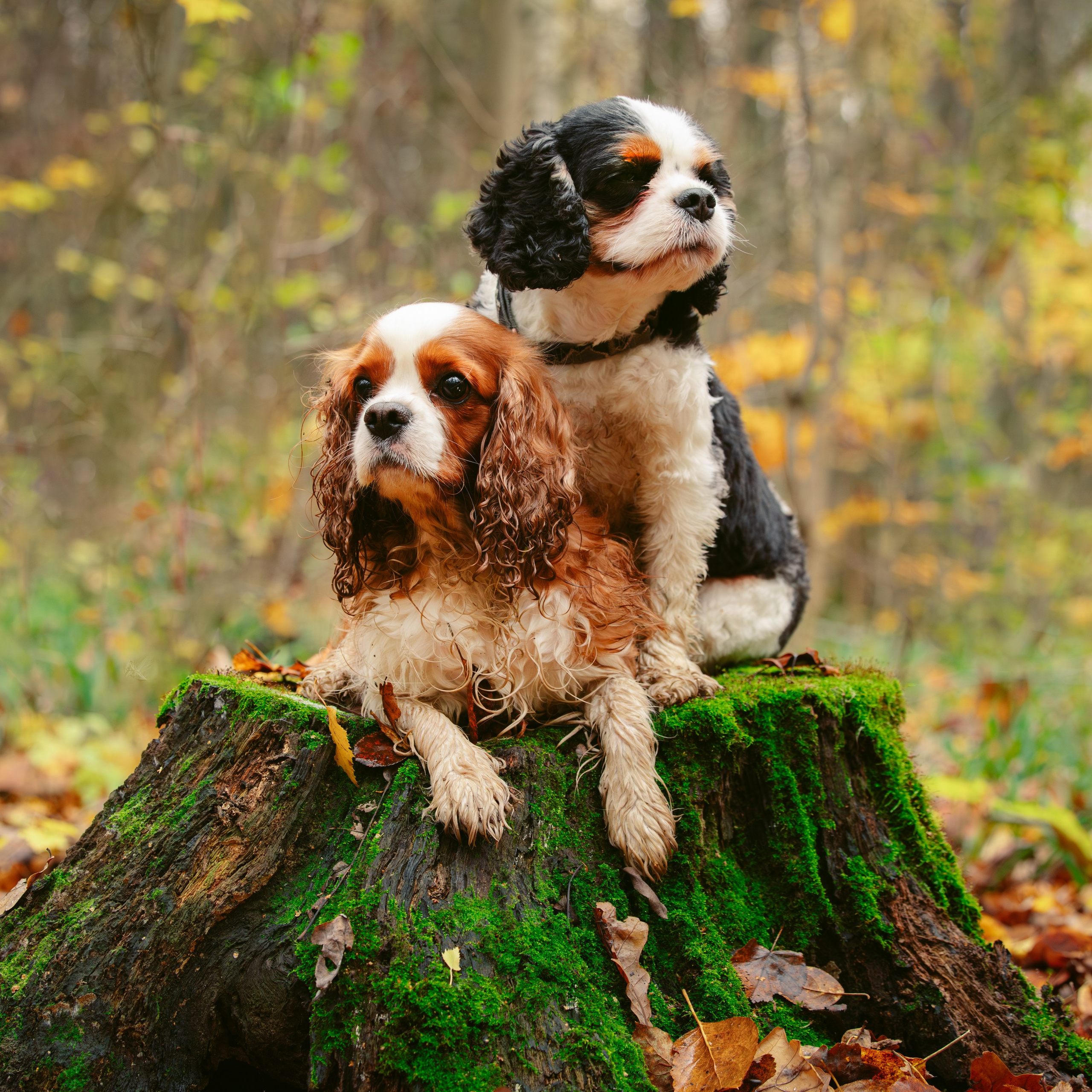 Ричард и&nbsp;Филя