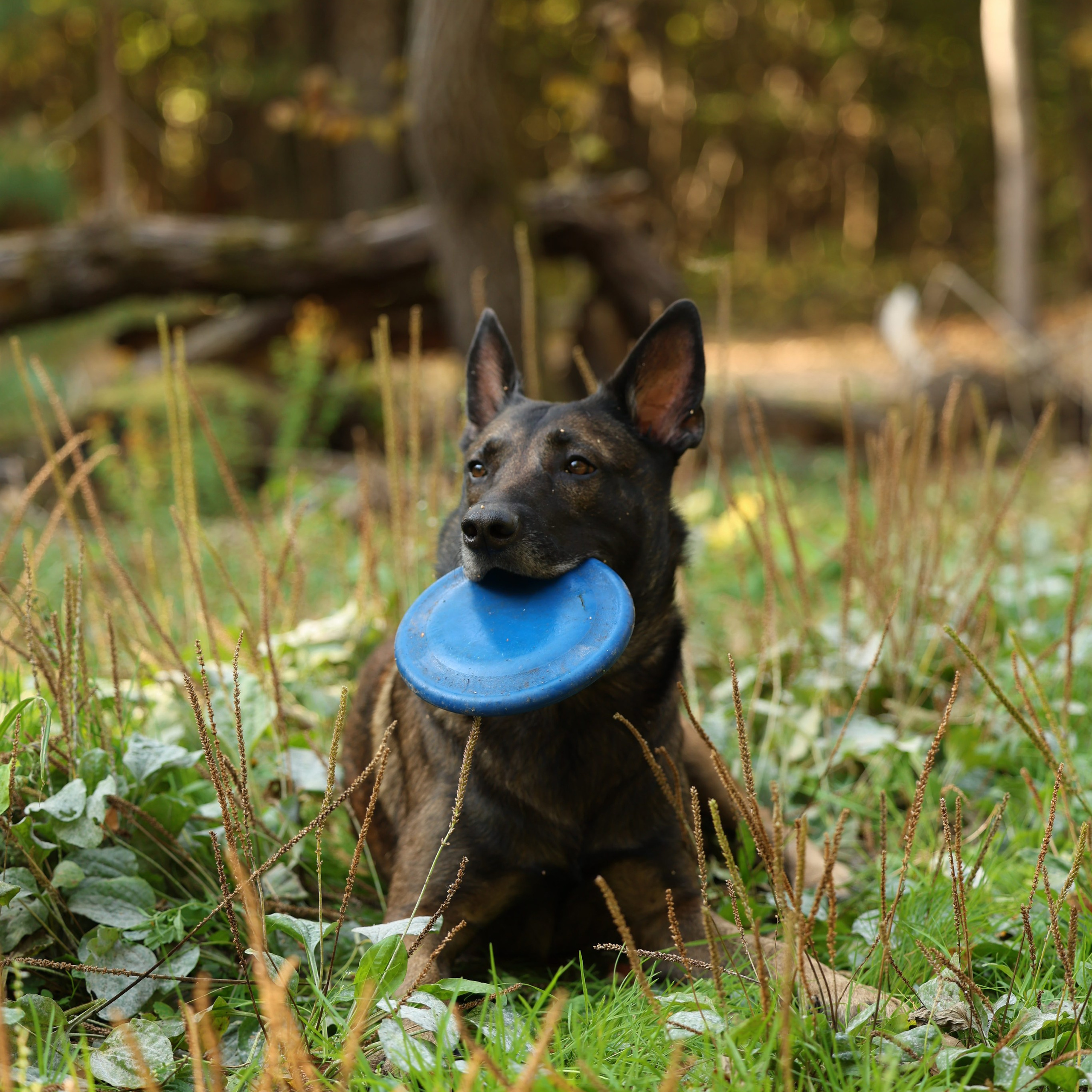 Отзывы. Виктория Михайловская. Фотограф-анималист. Москва