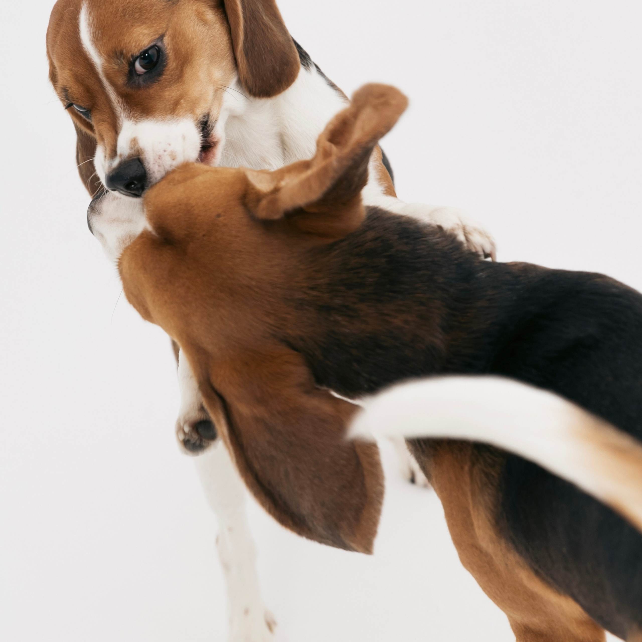 STOCK. DRIPSTOCK MAG