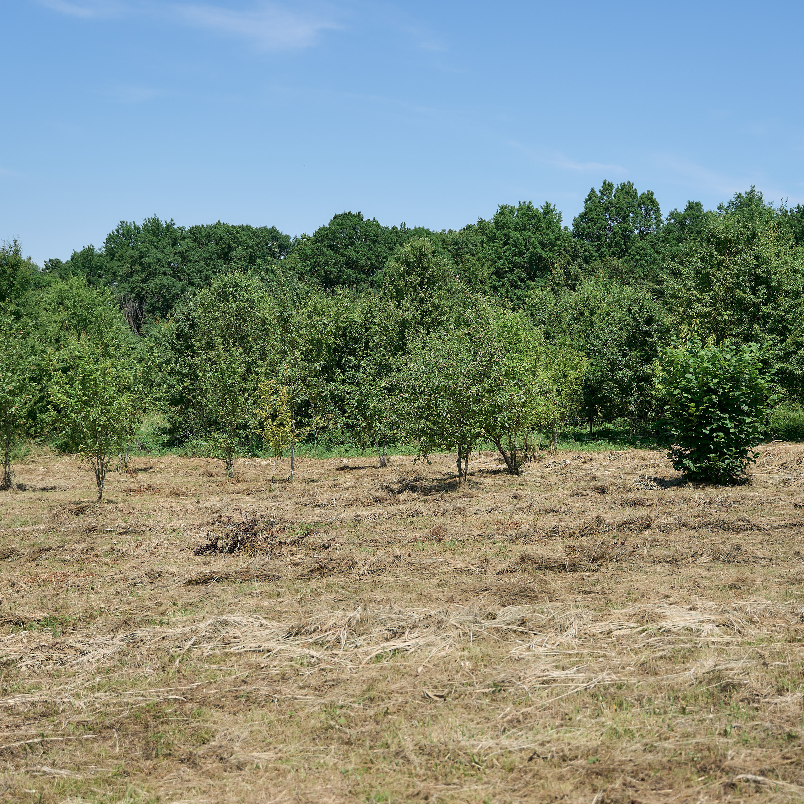 Отзывы. Петр Ступень. Свадебное, семейное фото и видео. Москва. Краснодар