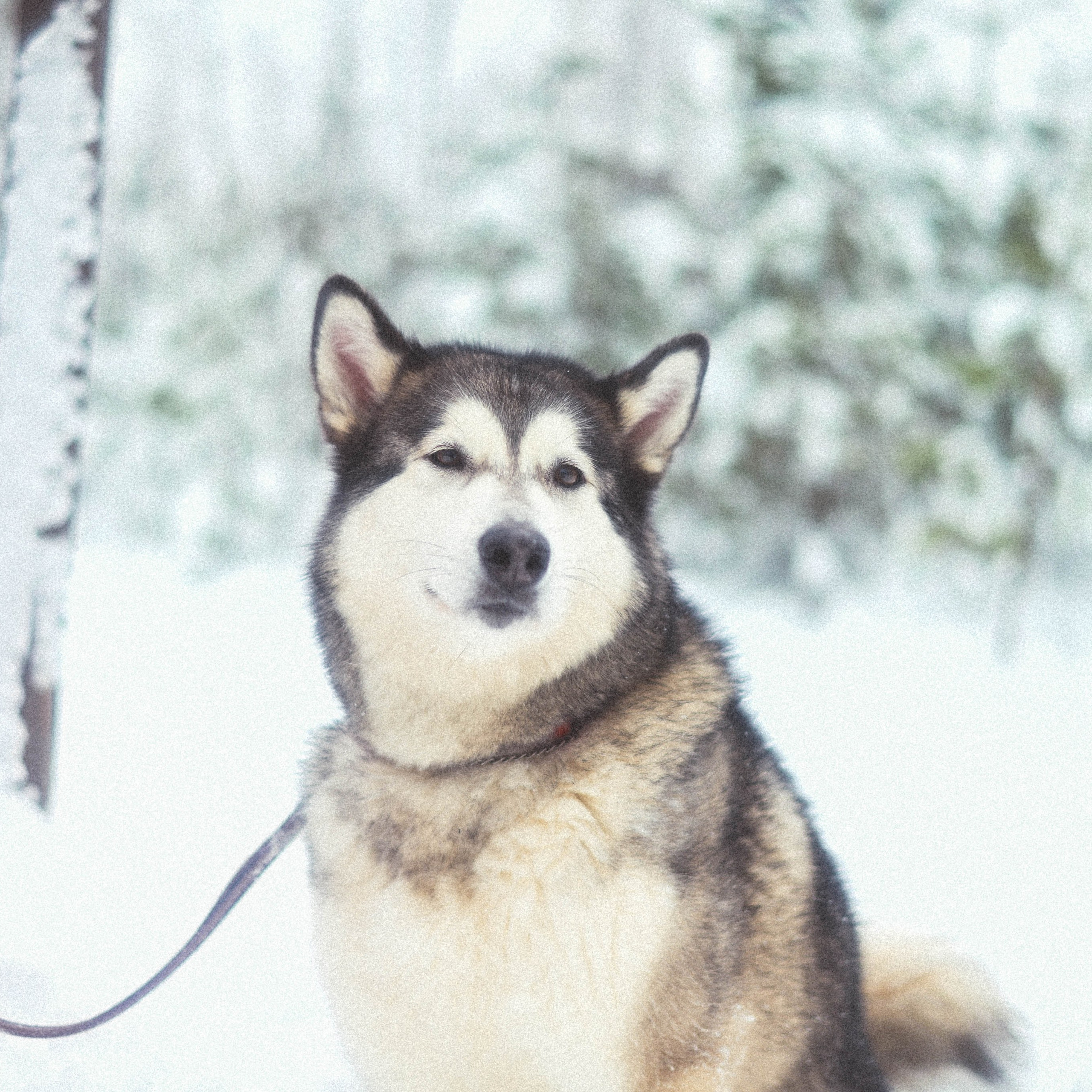 Отзывы. Элька Мурзина
