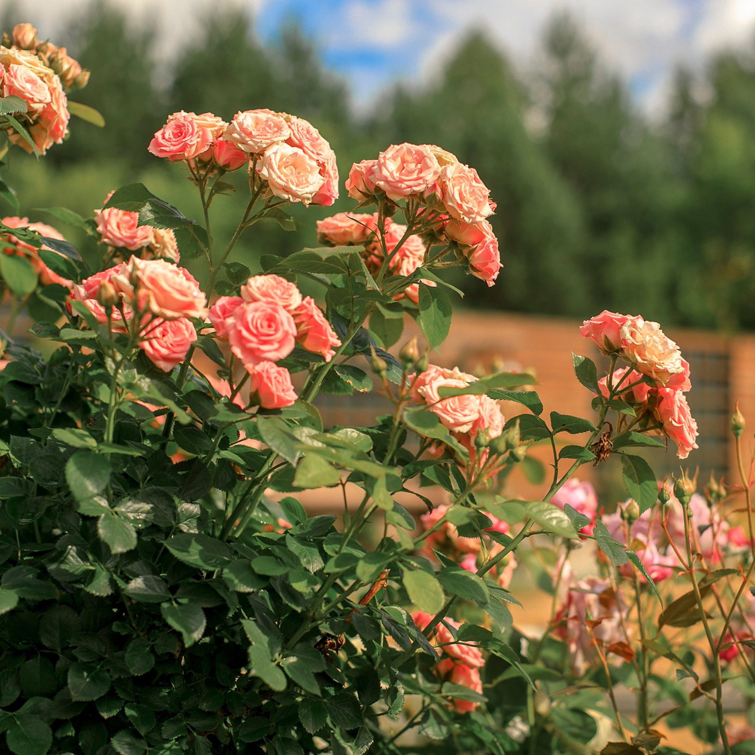 Фотографирую в парке-заповеднике «Купидон»