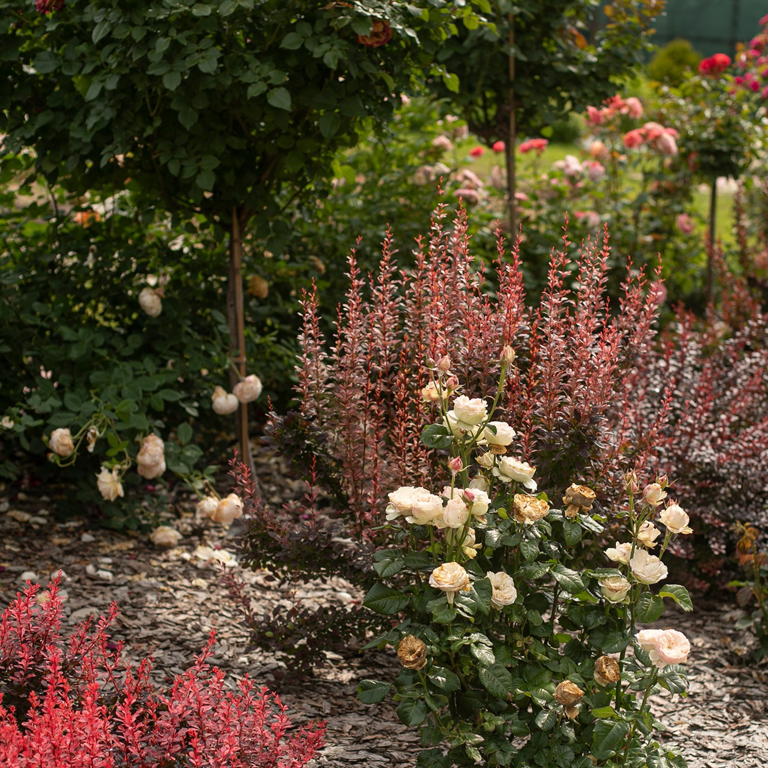 Фотографирую в парке-заповеднике «Купидон»