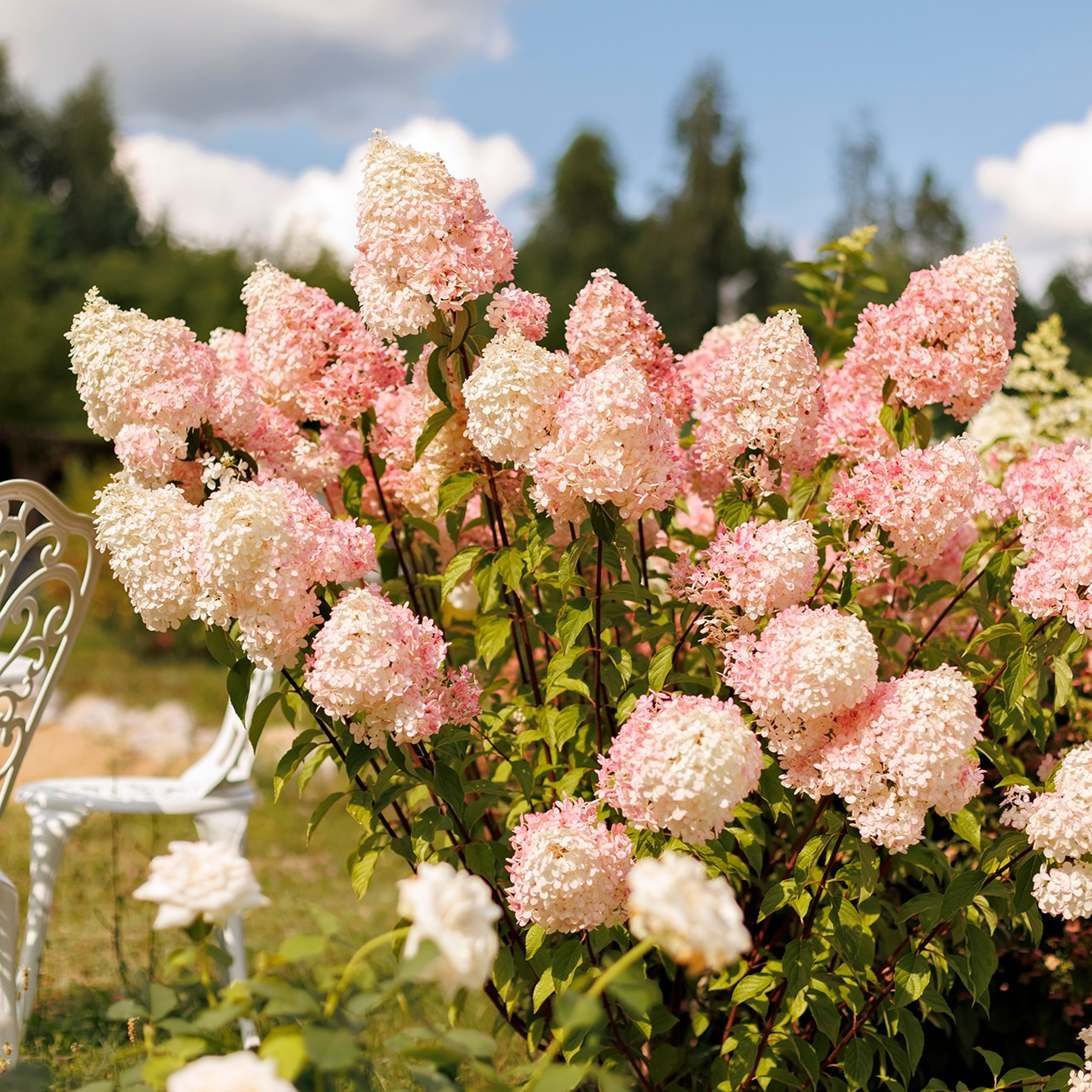 Фотографирую в парке-заповеднике «Купидон»