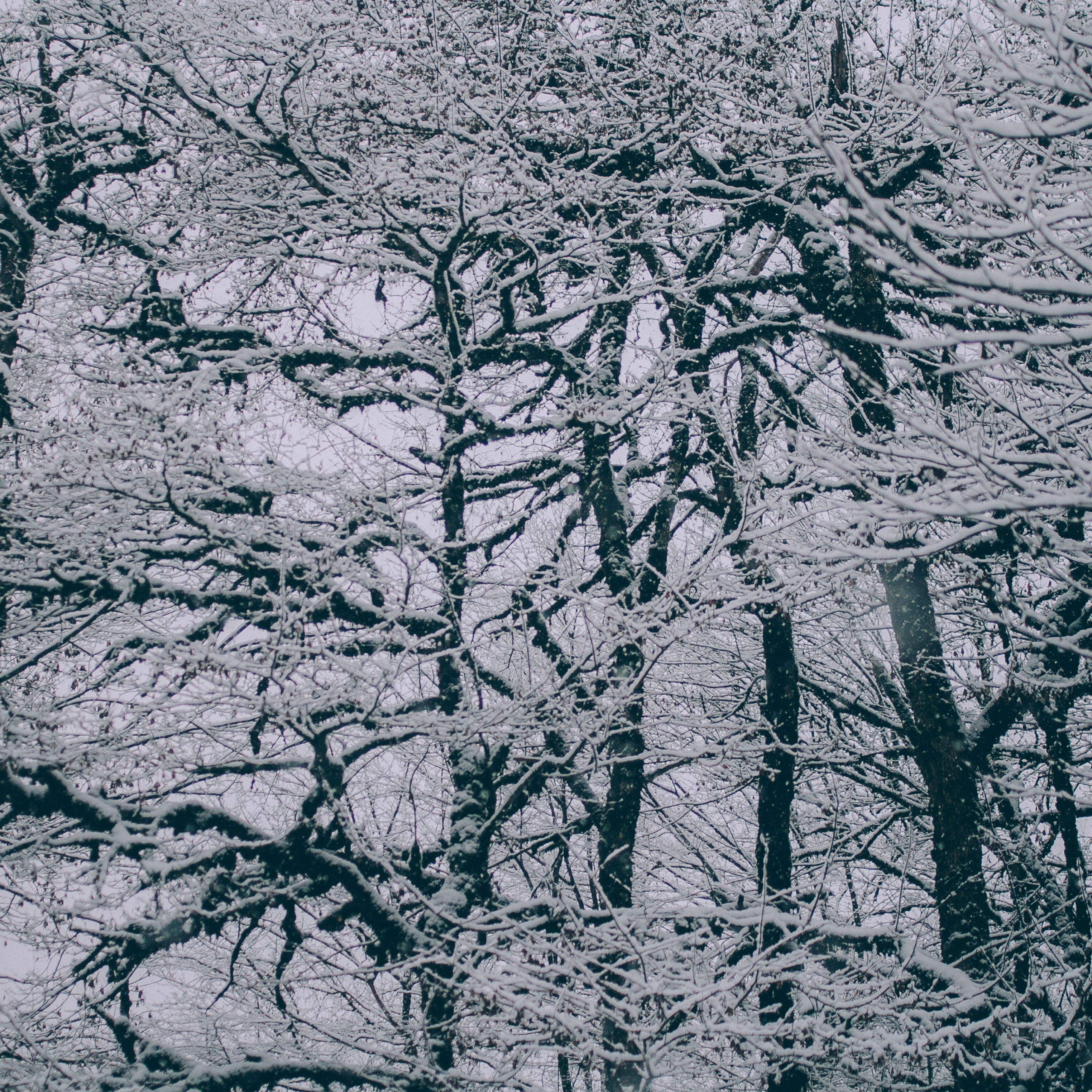 Сочи (декабрь 2017)