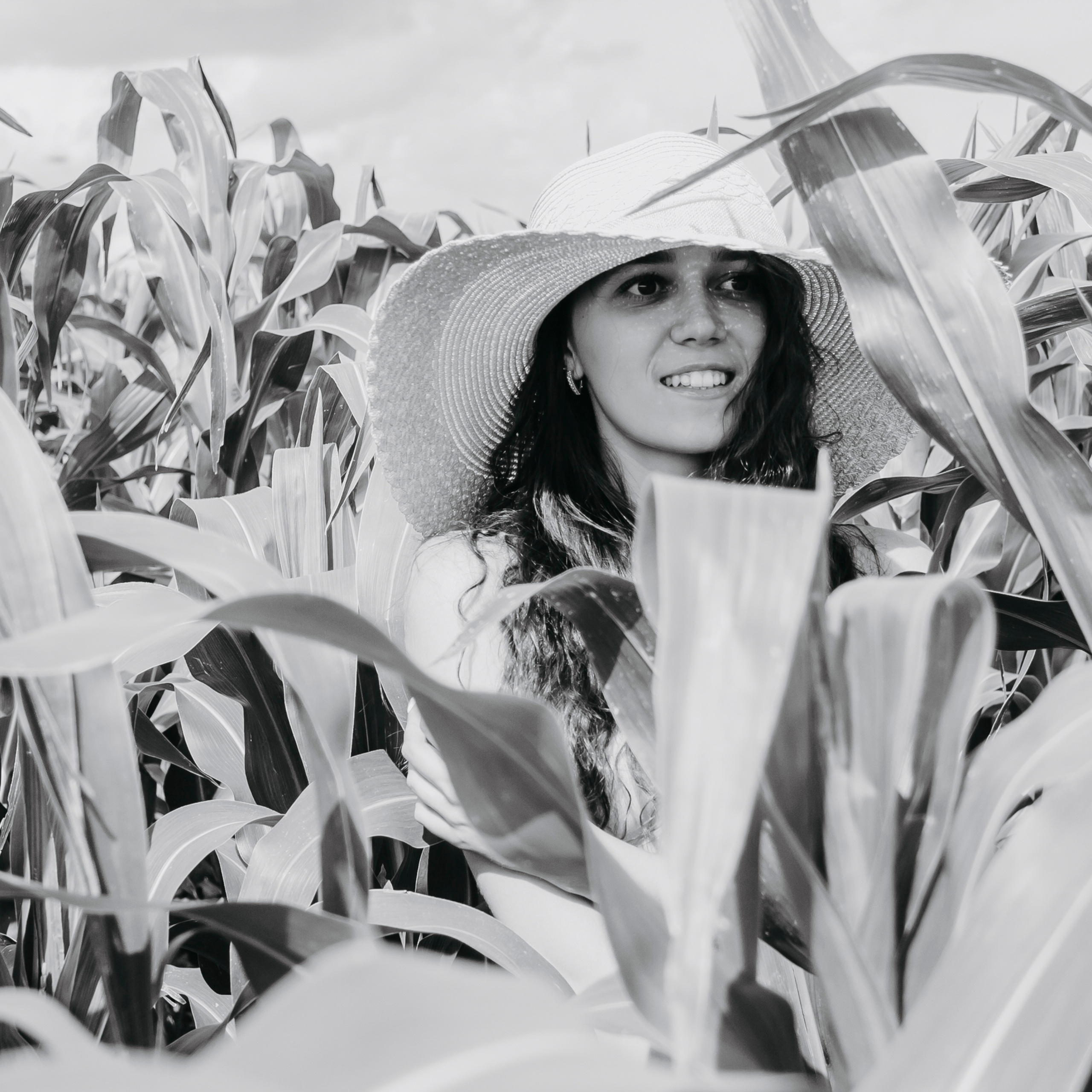 Кукурузные поля (август 2019)