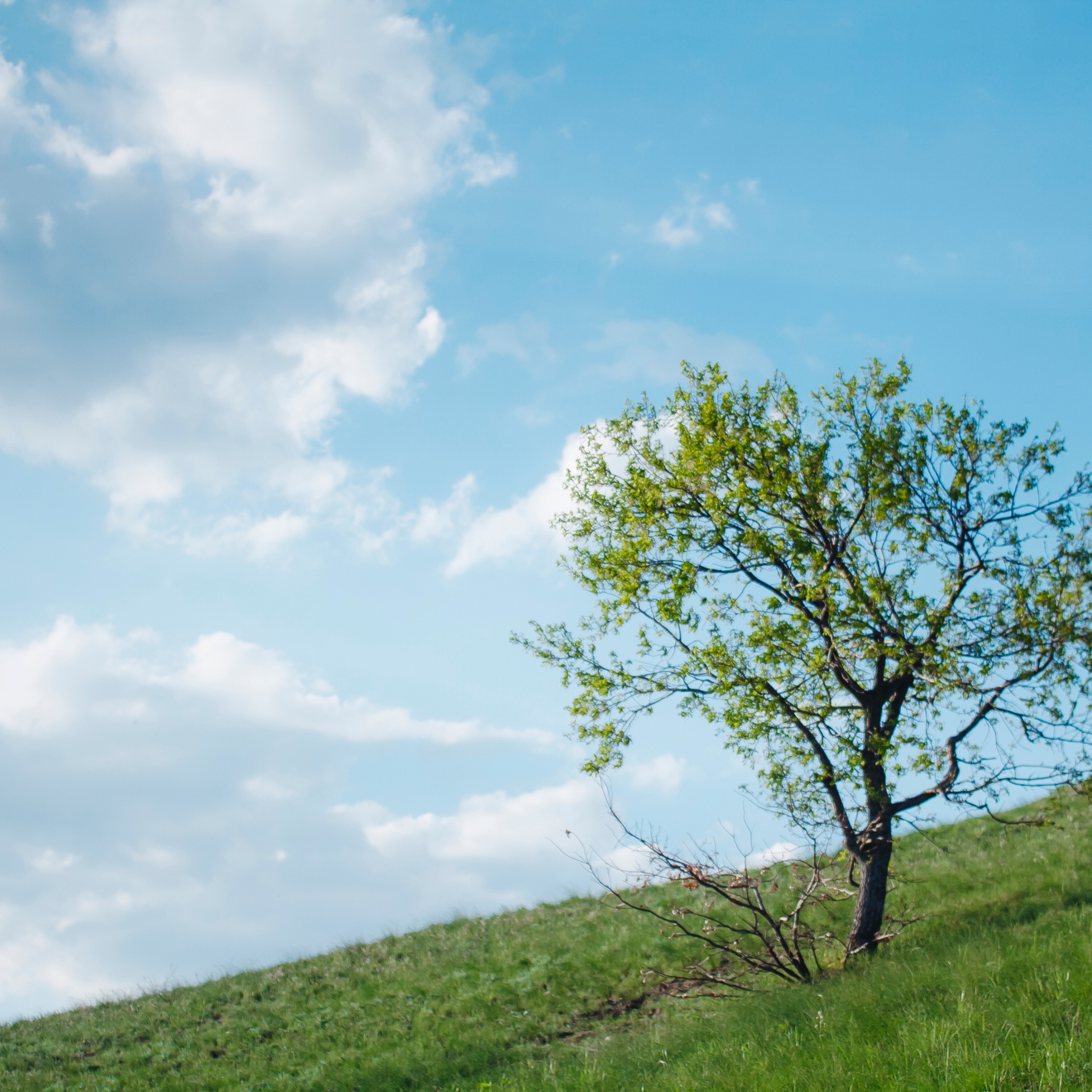 Гора Меровка (июль 2019)