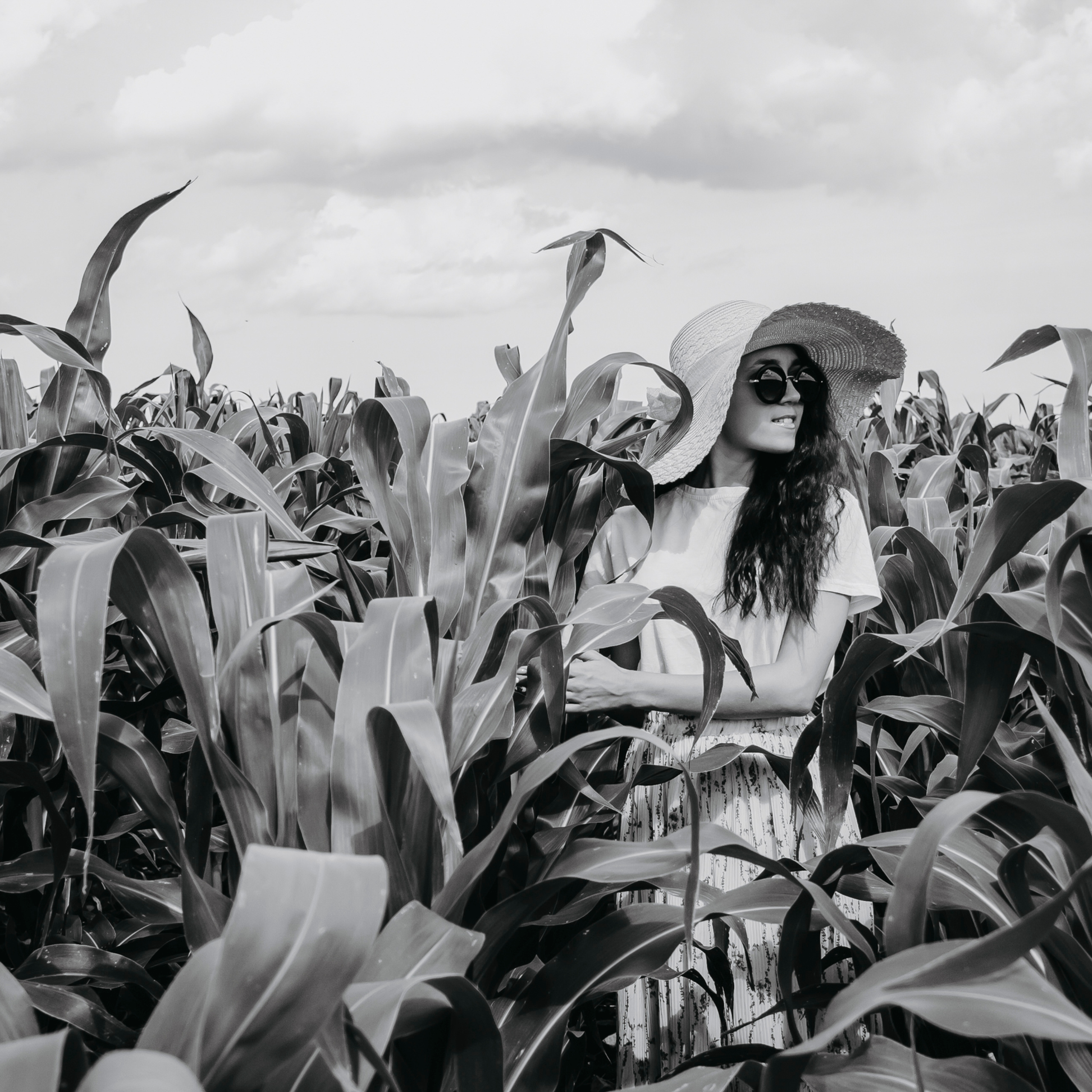 Кукурузные поля (август 2019)