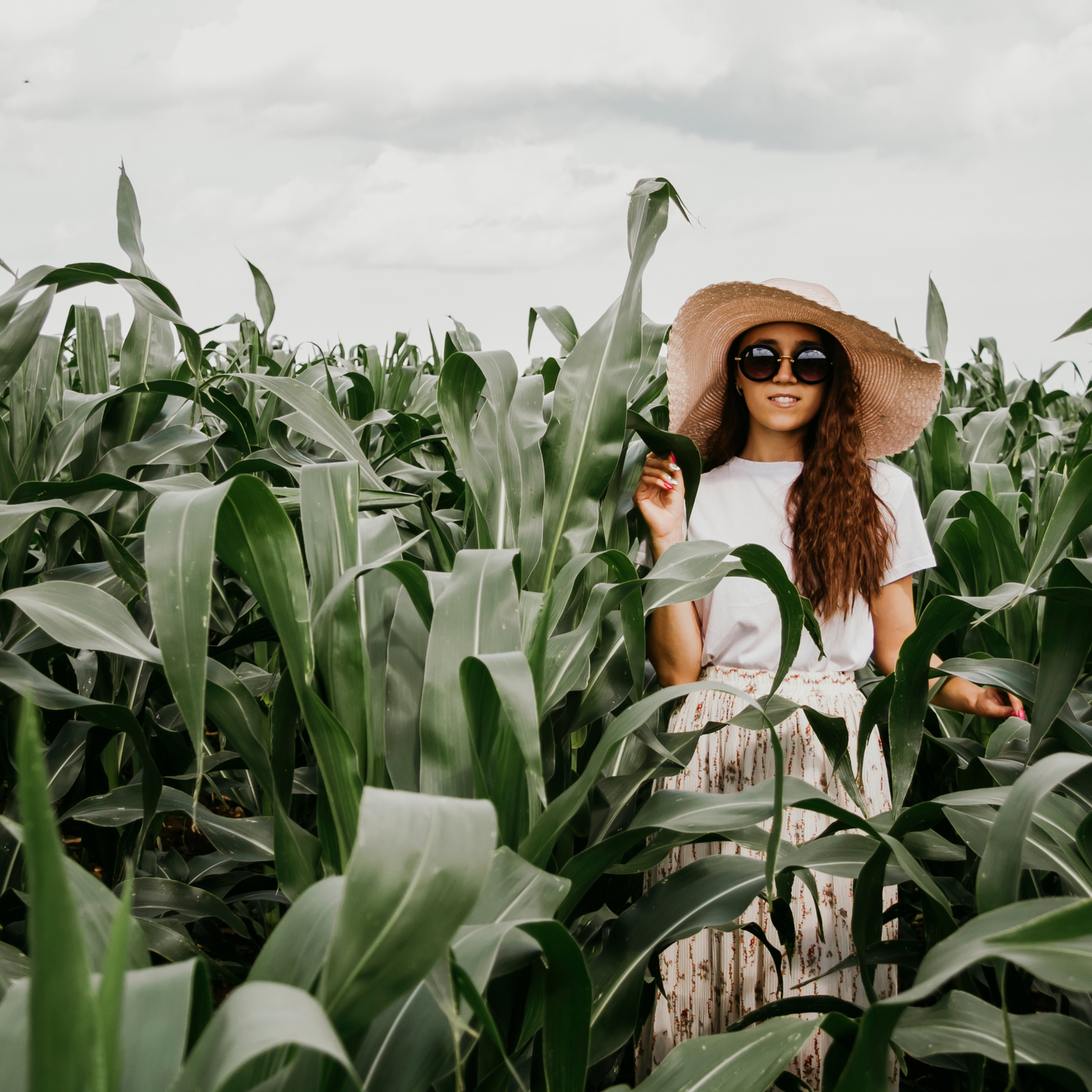 Кукурузные поля (август 2019)