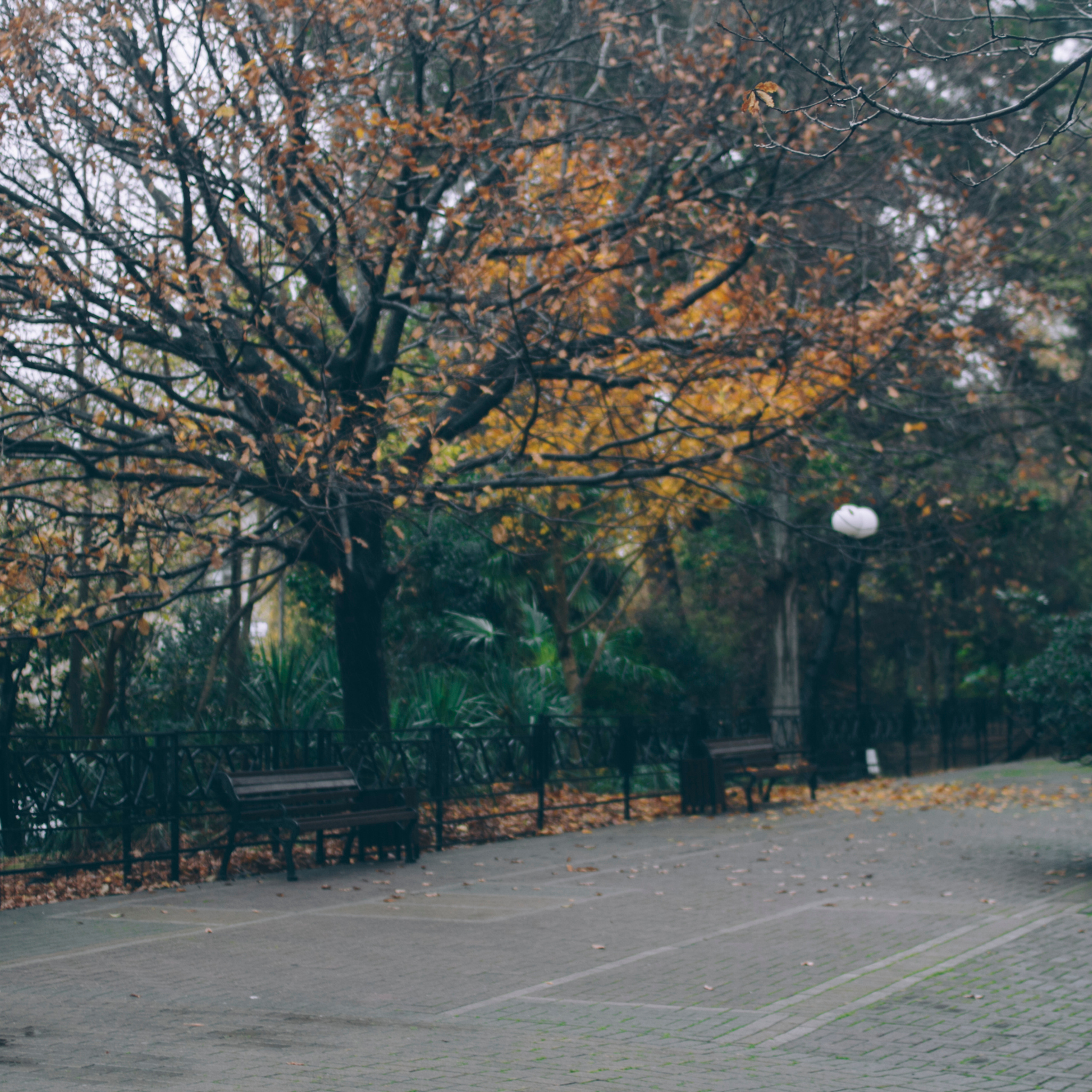 Сочи (декабрь 2017)