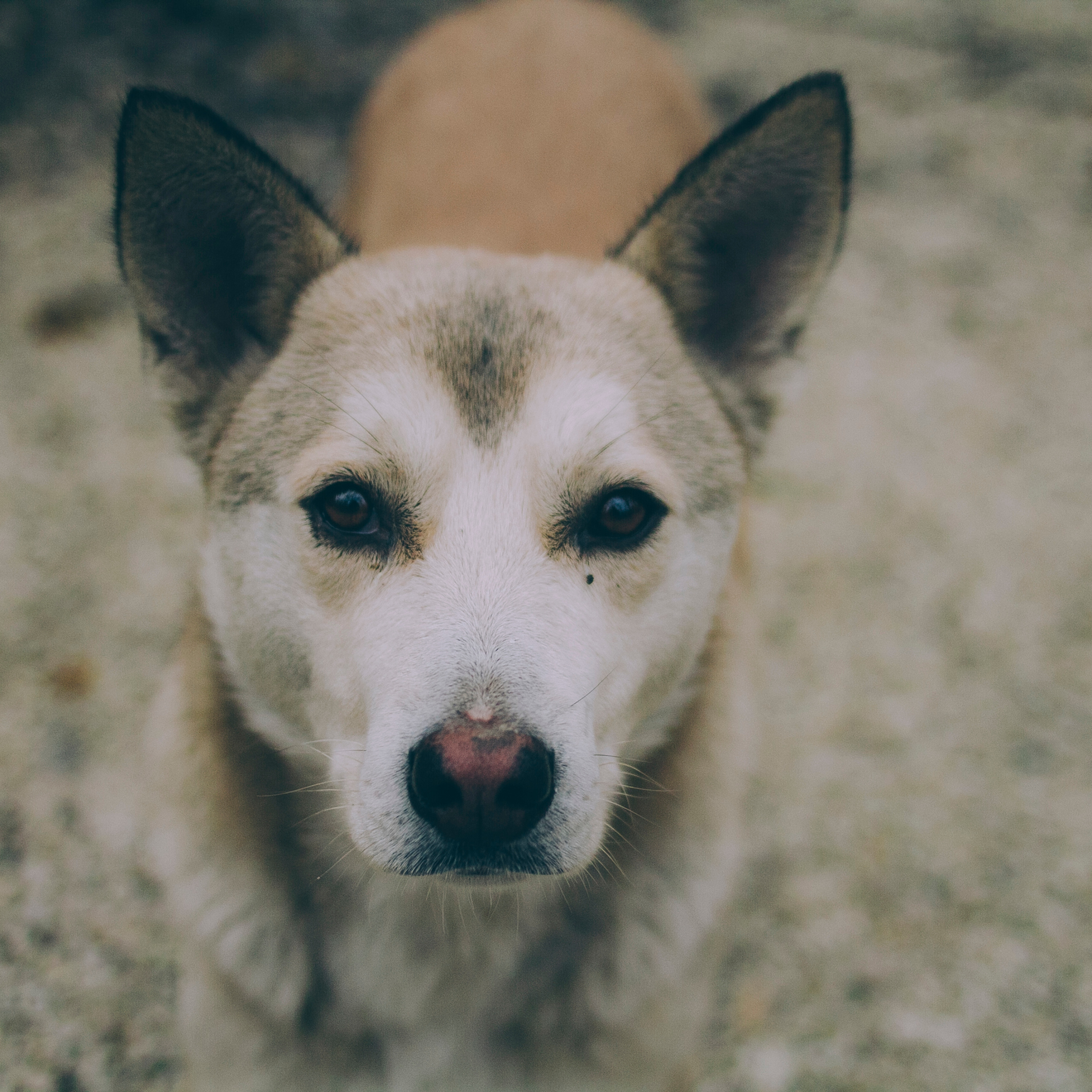 Сочи (декабрь 2017)