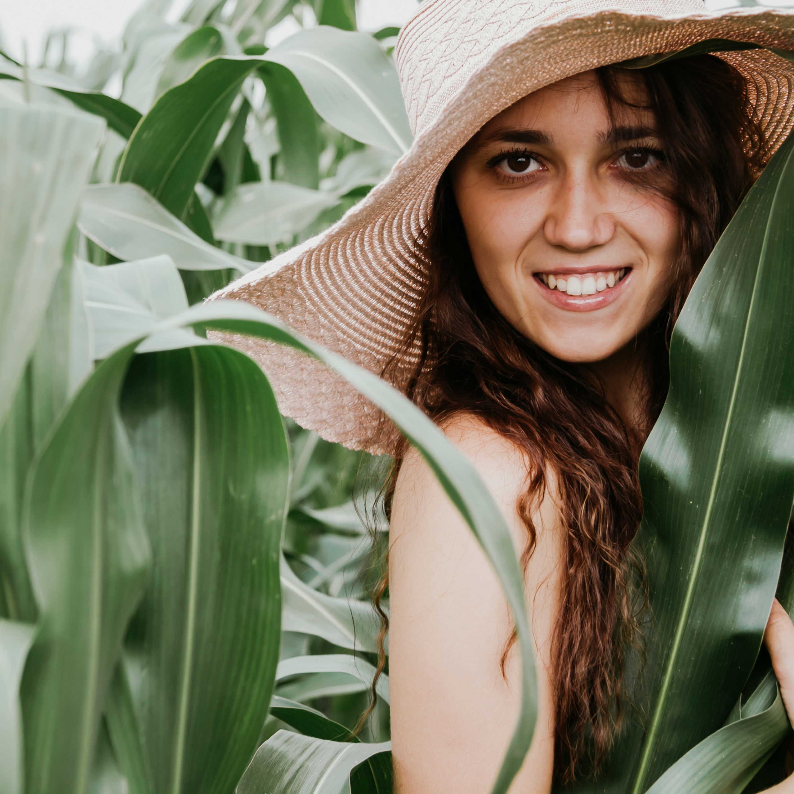 Кукурузные поля (август 2019)