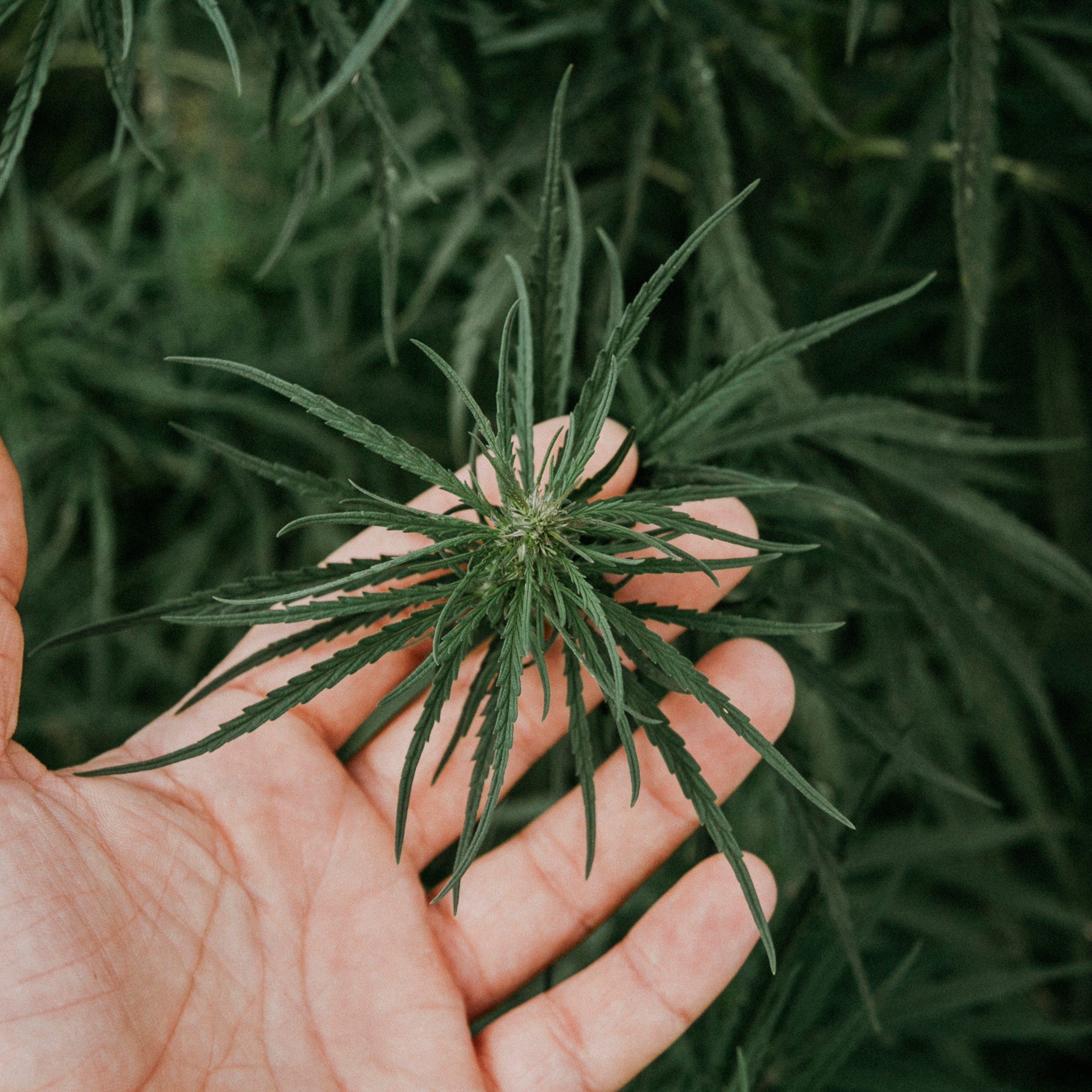 Кукурузные поля (август 2019)