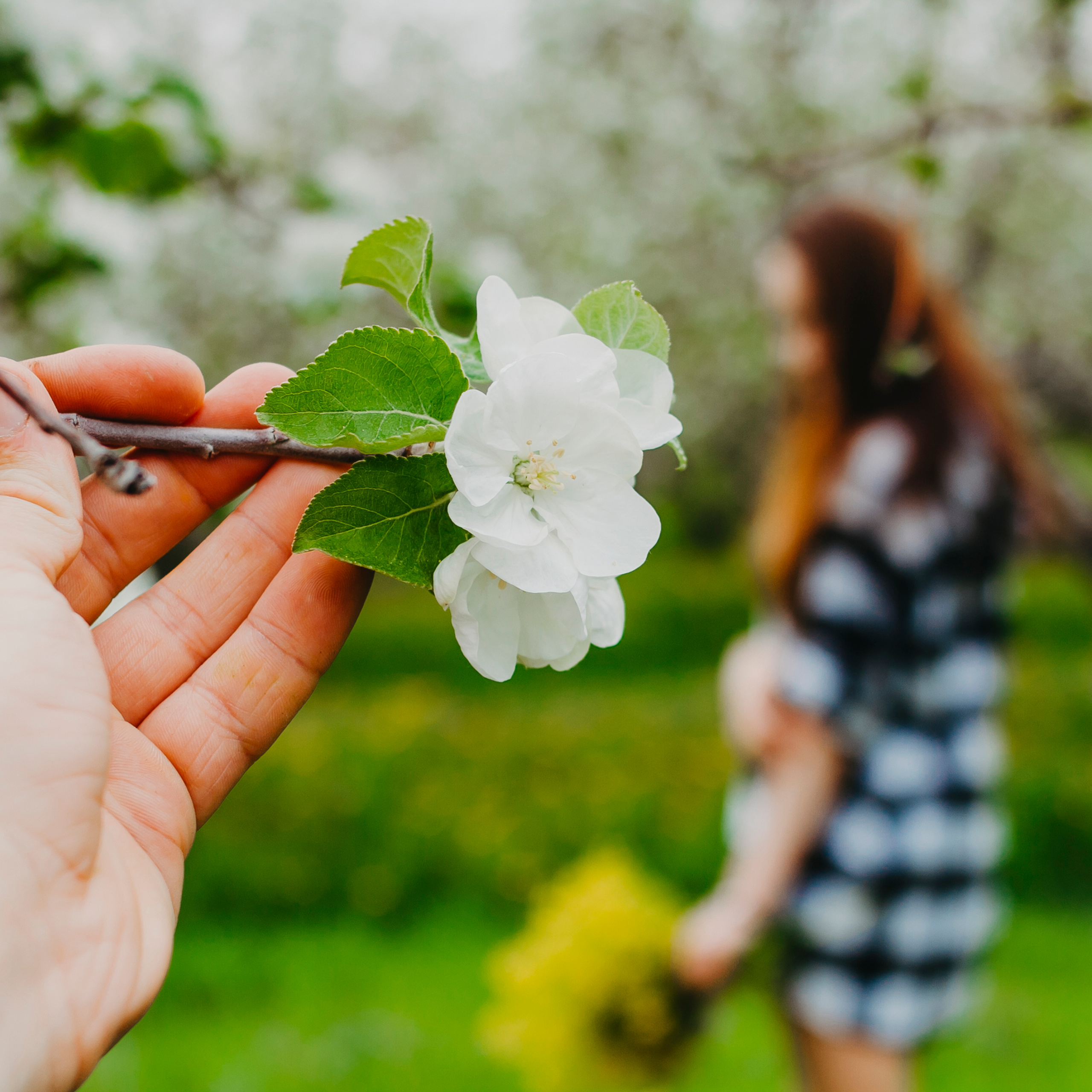 Хвалынские яблоневые сады (май 2019)