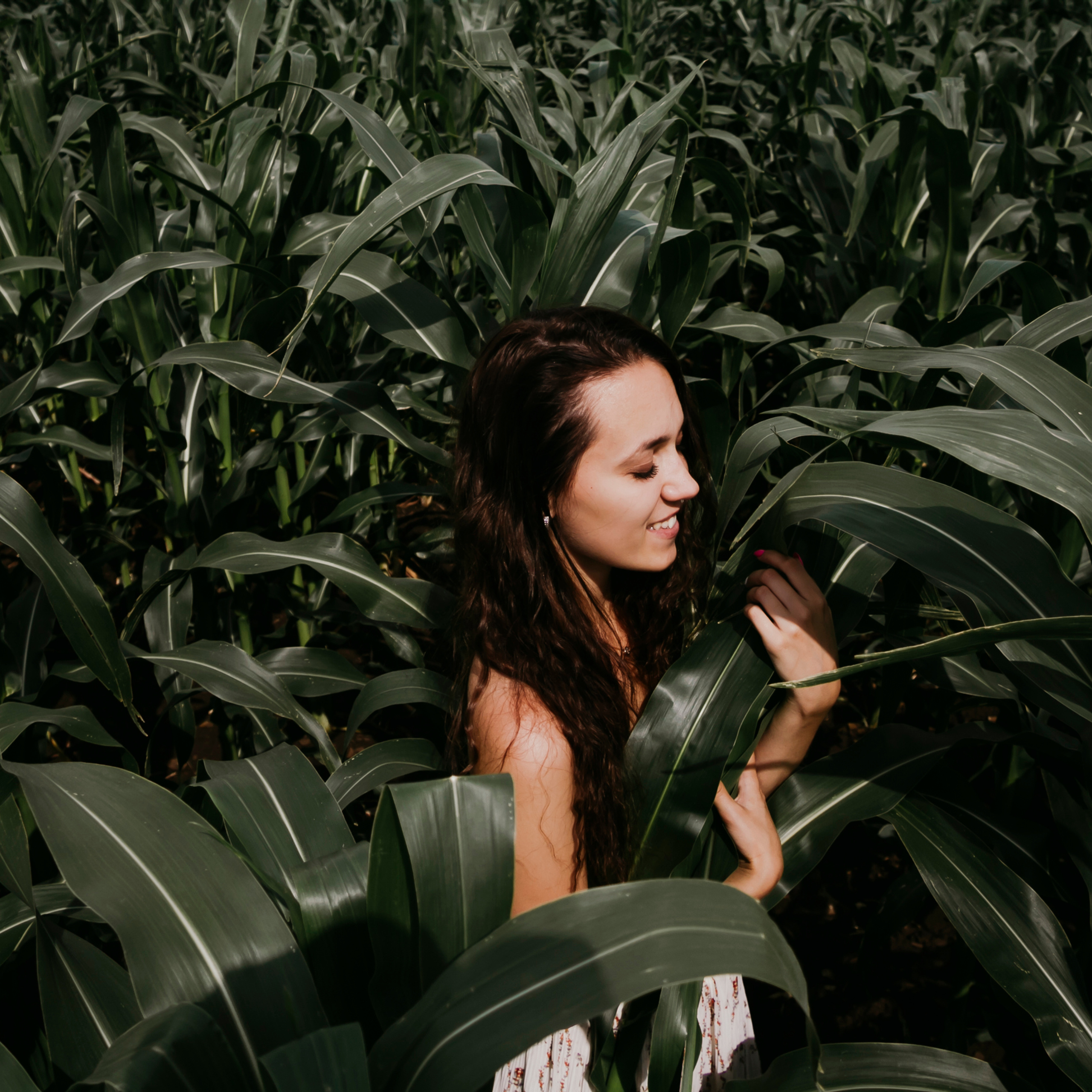 Кукурузные поля (август 2019)