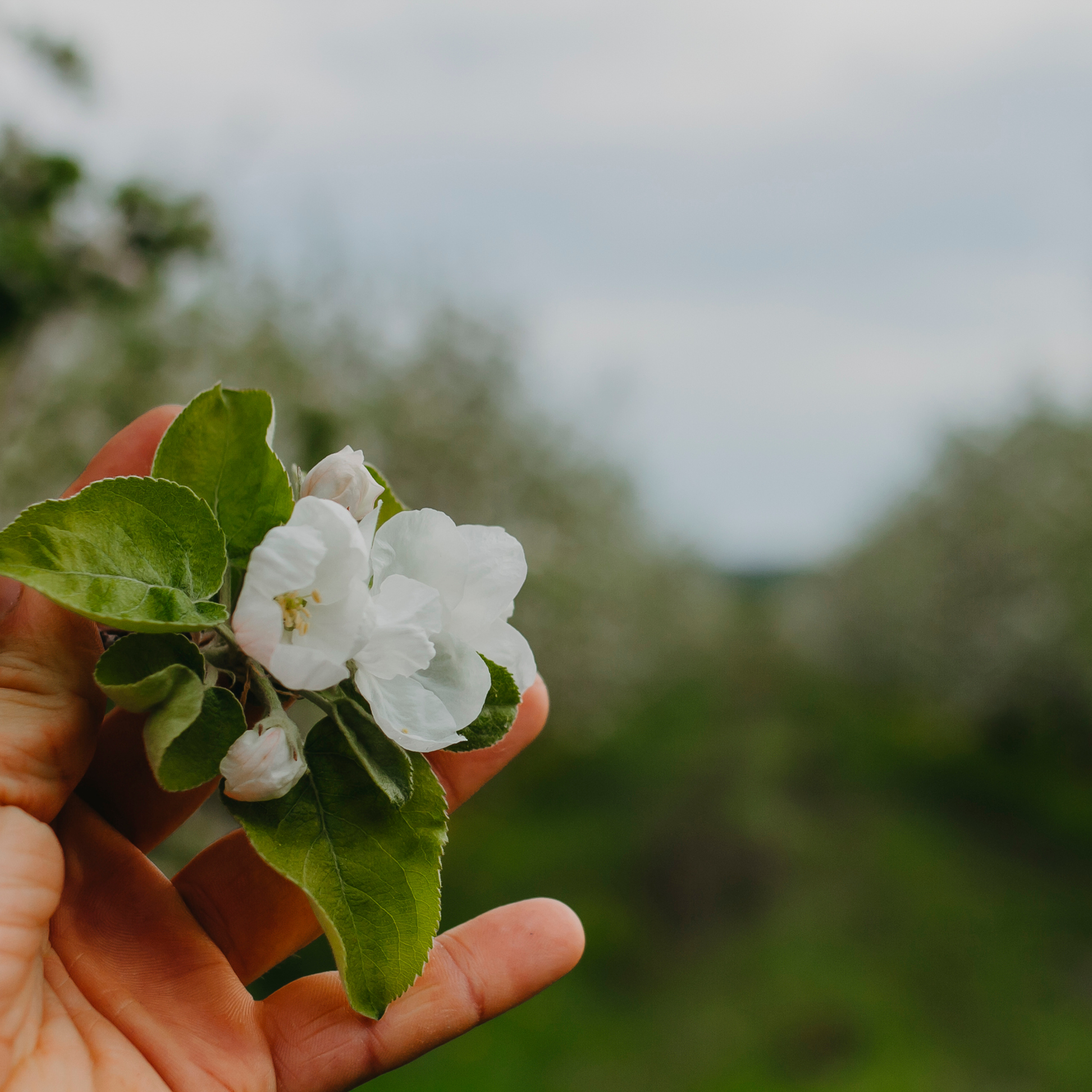 Хвалынские яблоневые сады (май 2019)