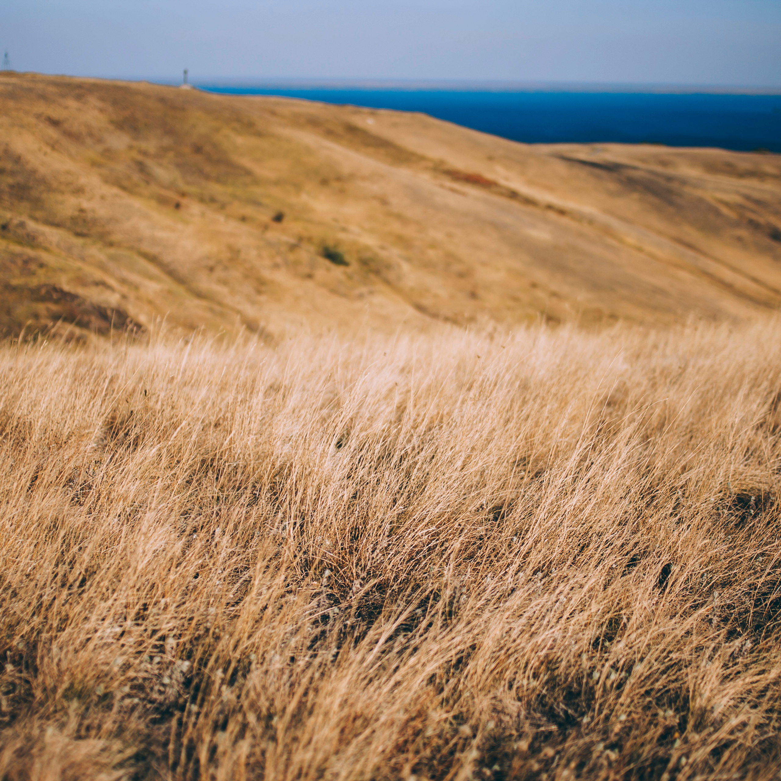 Поле у АЭС Балаково (октябрь 2018)