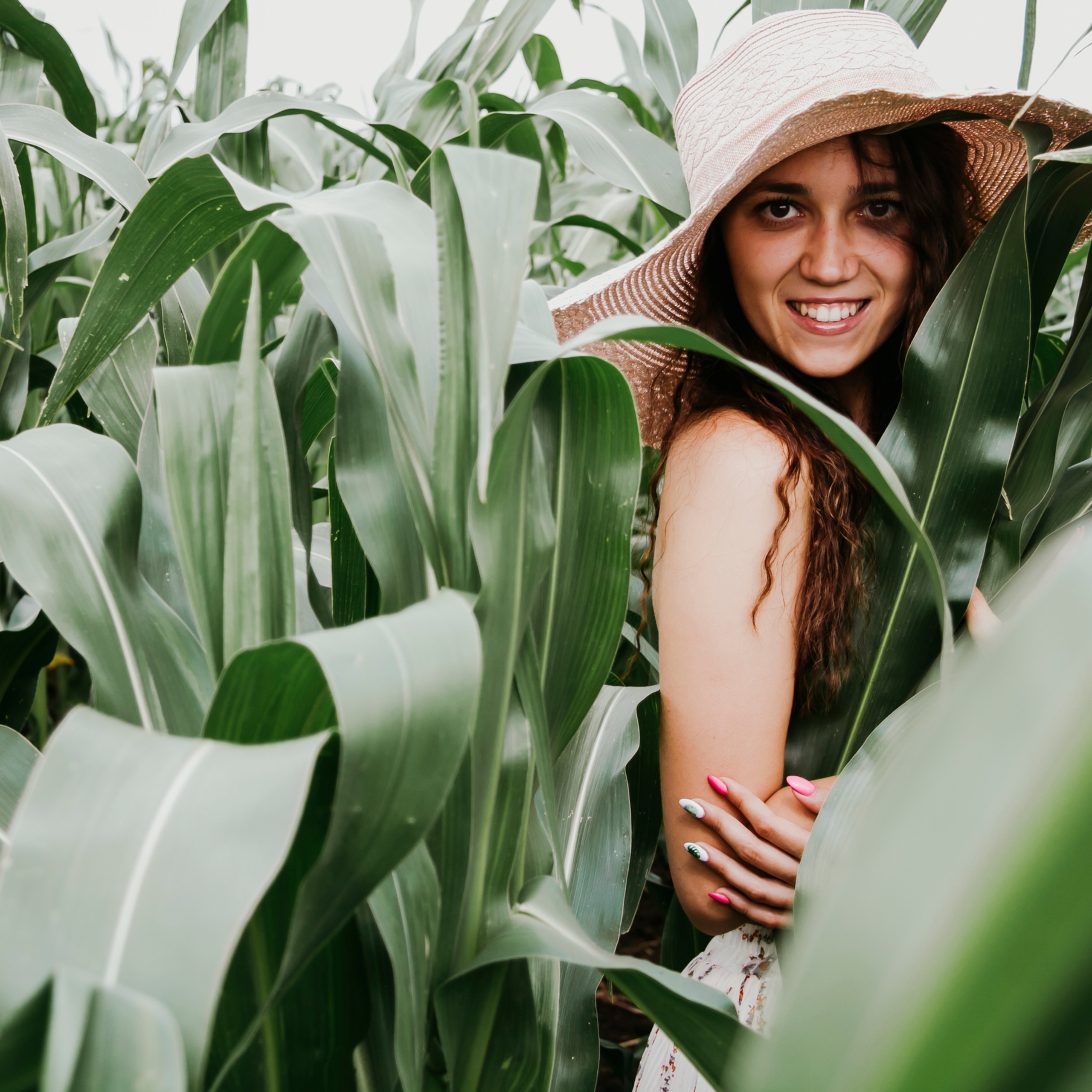 Кукурузные поля (август 2019)