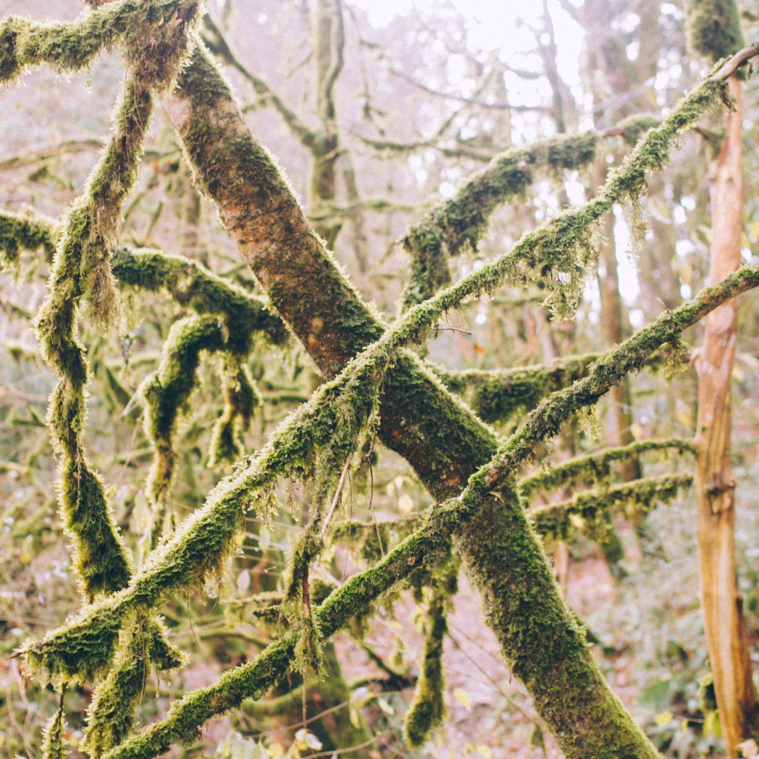 Сочи (декабрь 2017)