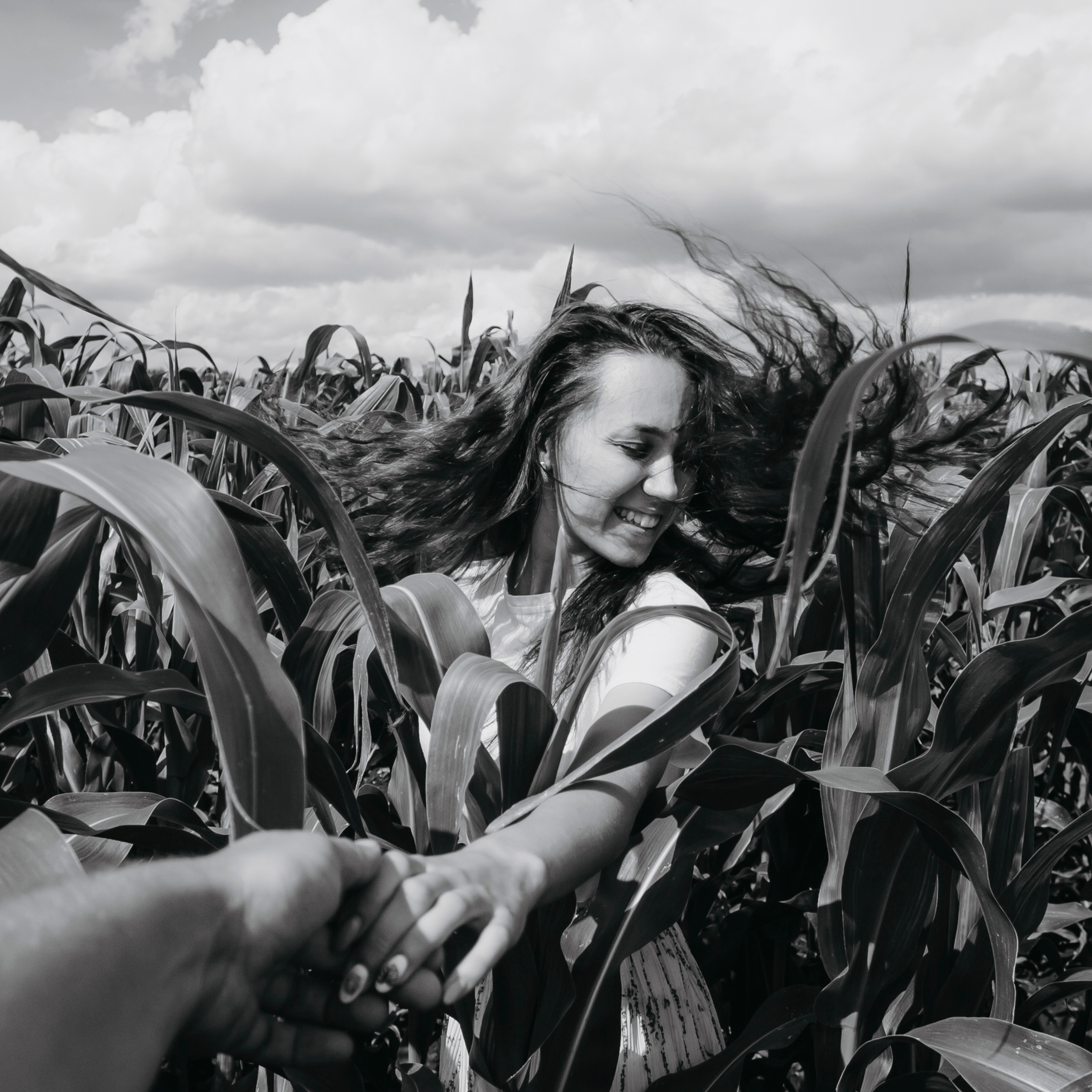 Кукурузные поля (август 2019)