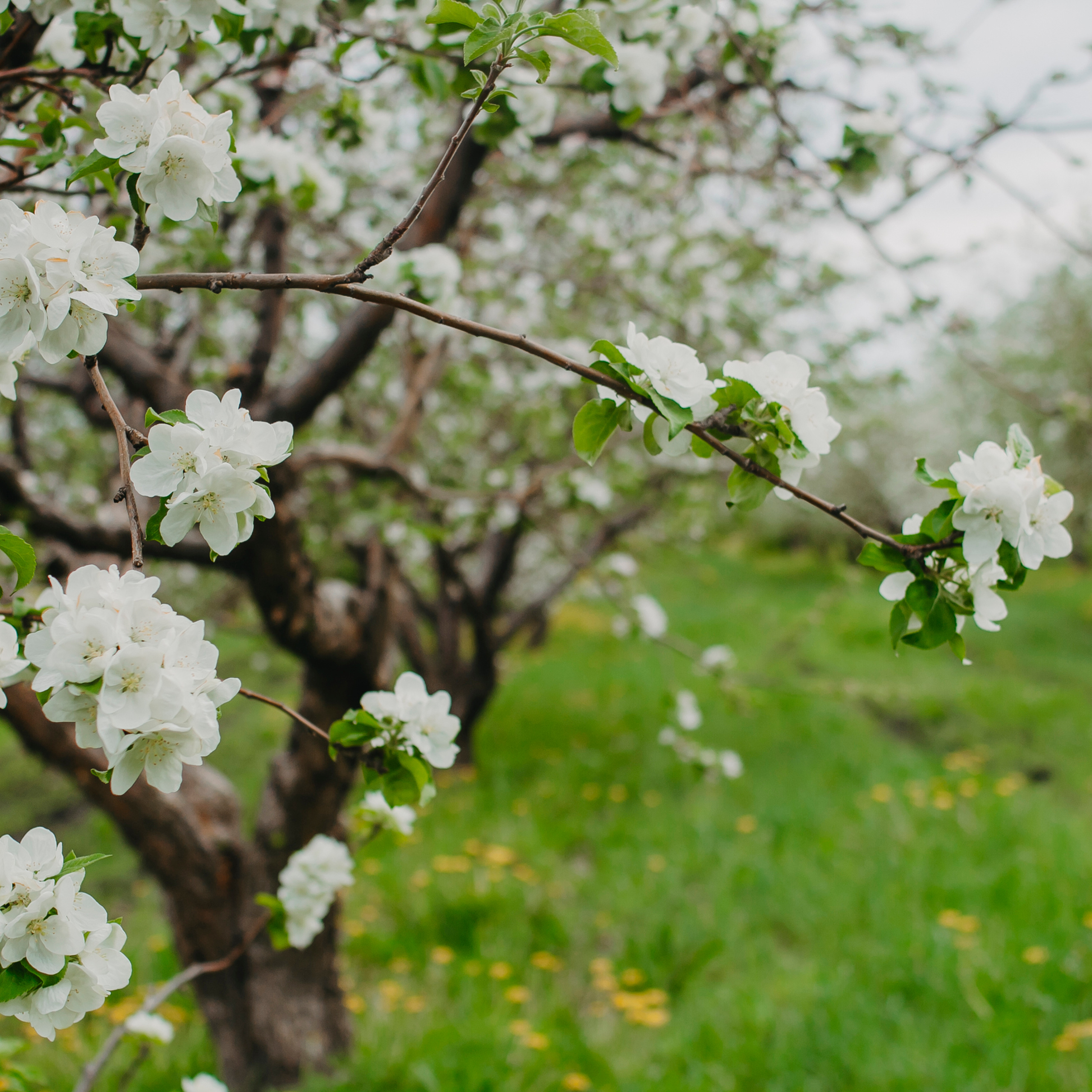 Хвалынские яблоневые сады (май 2019)