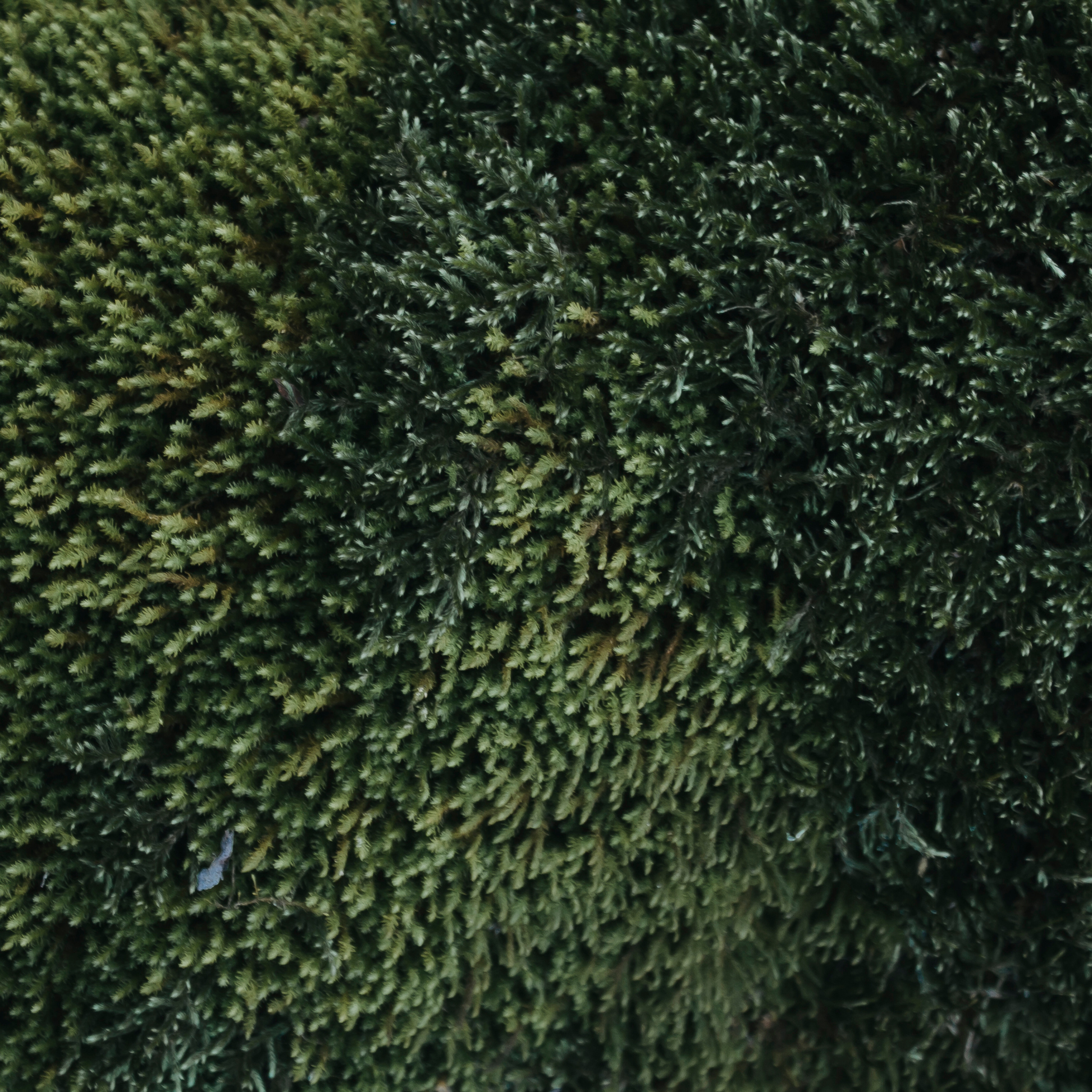 Мин воды (Новый год 2020)